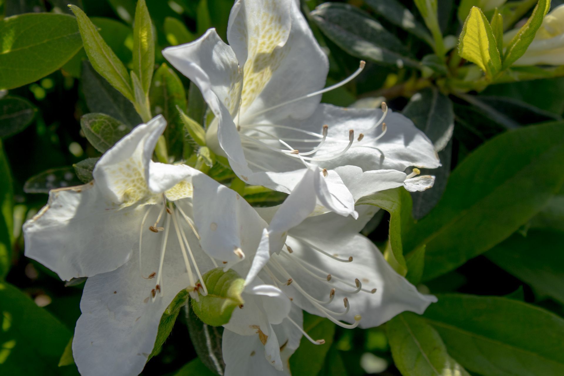 White azalea blossoms with green leaves in sunlight
