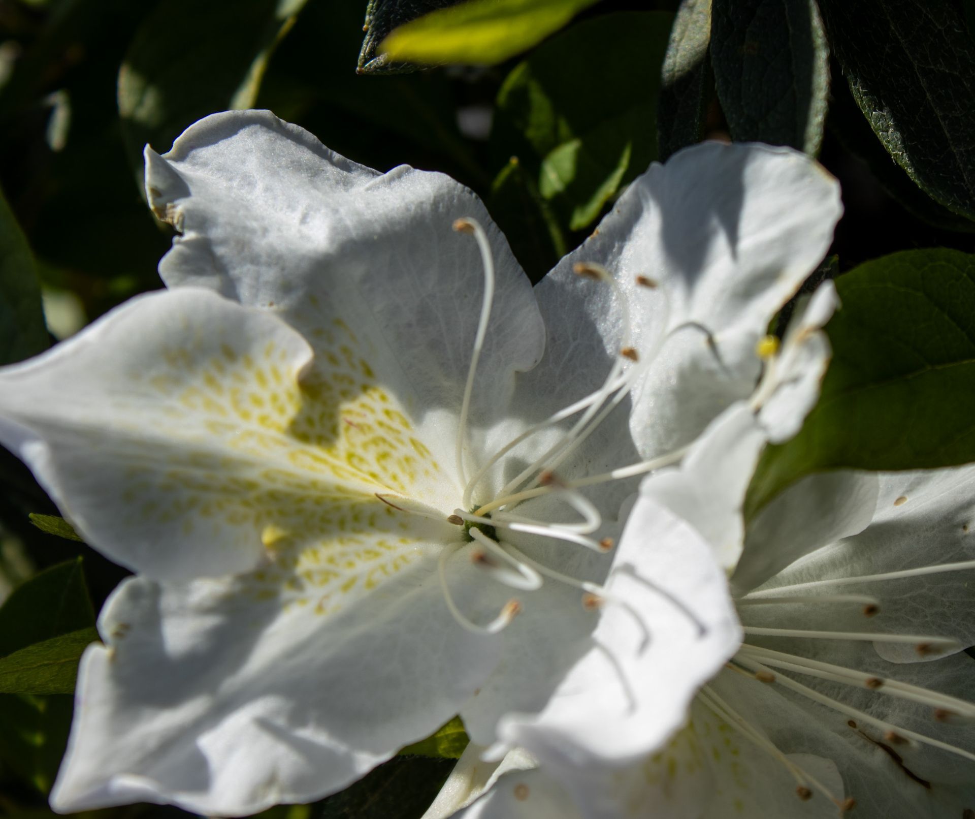White azalea blossoms in sunlight with green leaves in the background