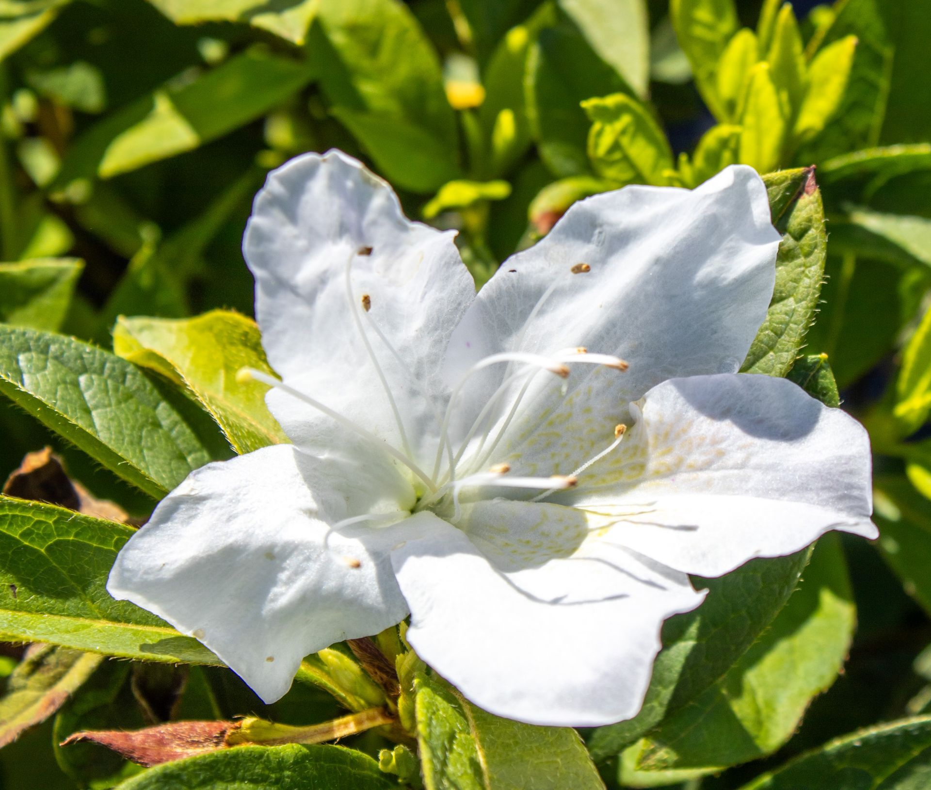 White flower blooming among bright green leaves in sunlight