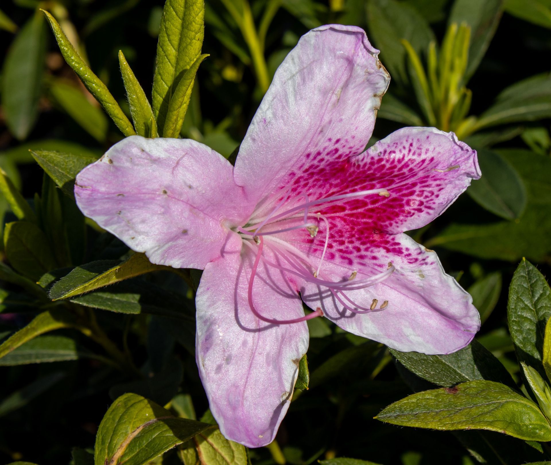 Pink and white azalea blossom with dark green leaves