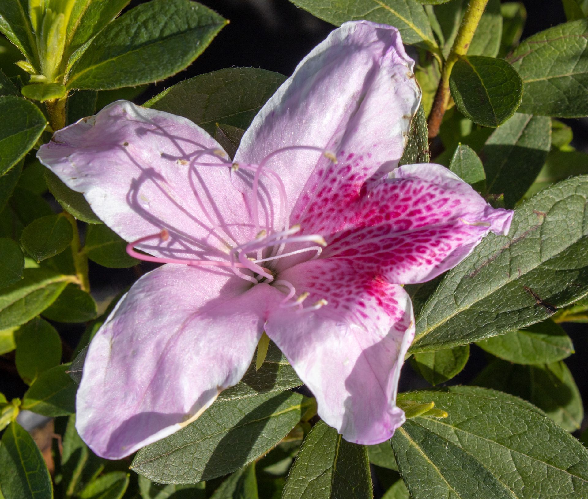 Close-up of a light pink flower with dark pink speckles against green leaves