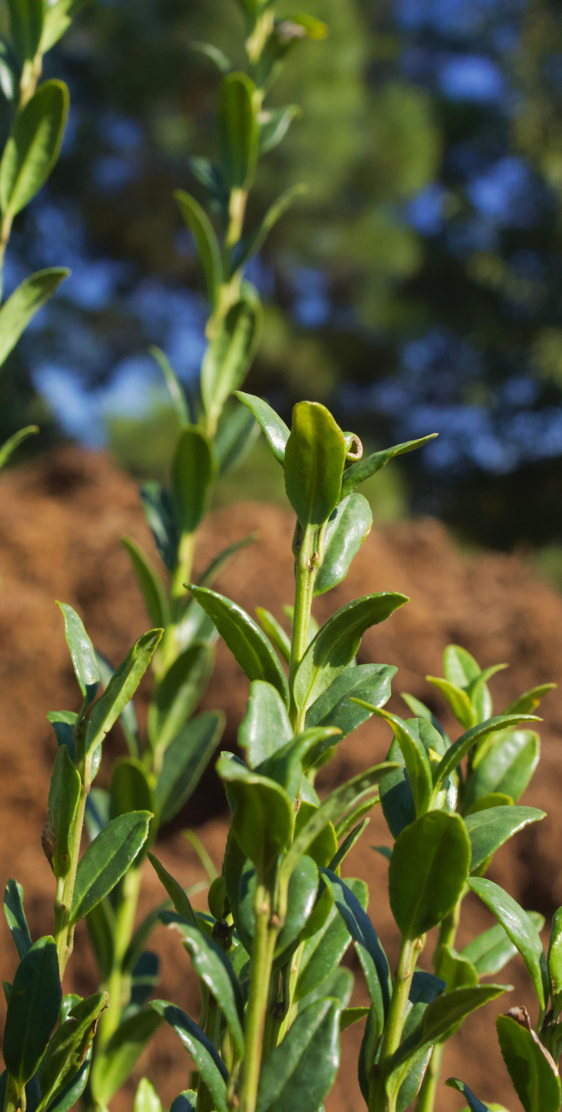 Green plant shoots with glossy leaves against a blurred blue and brown background