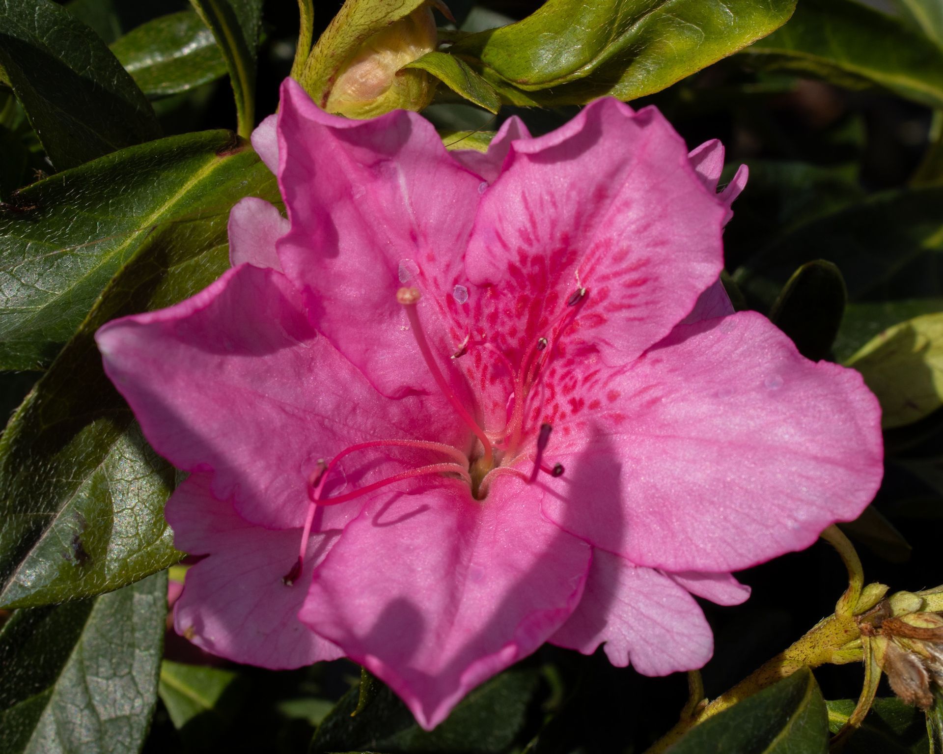 Pink azalea flower in bloom against dark green leaves