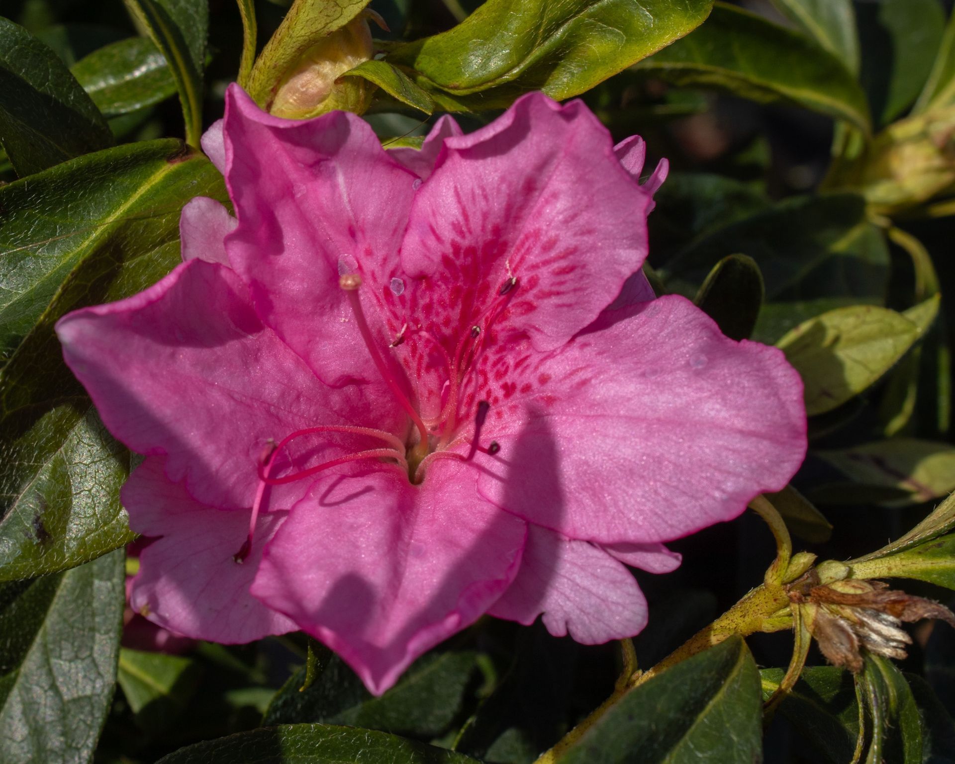 Pink azalea flower in bloom среди green leaves