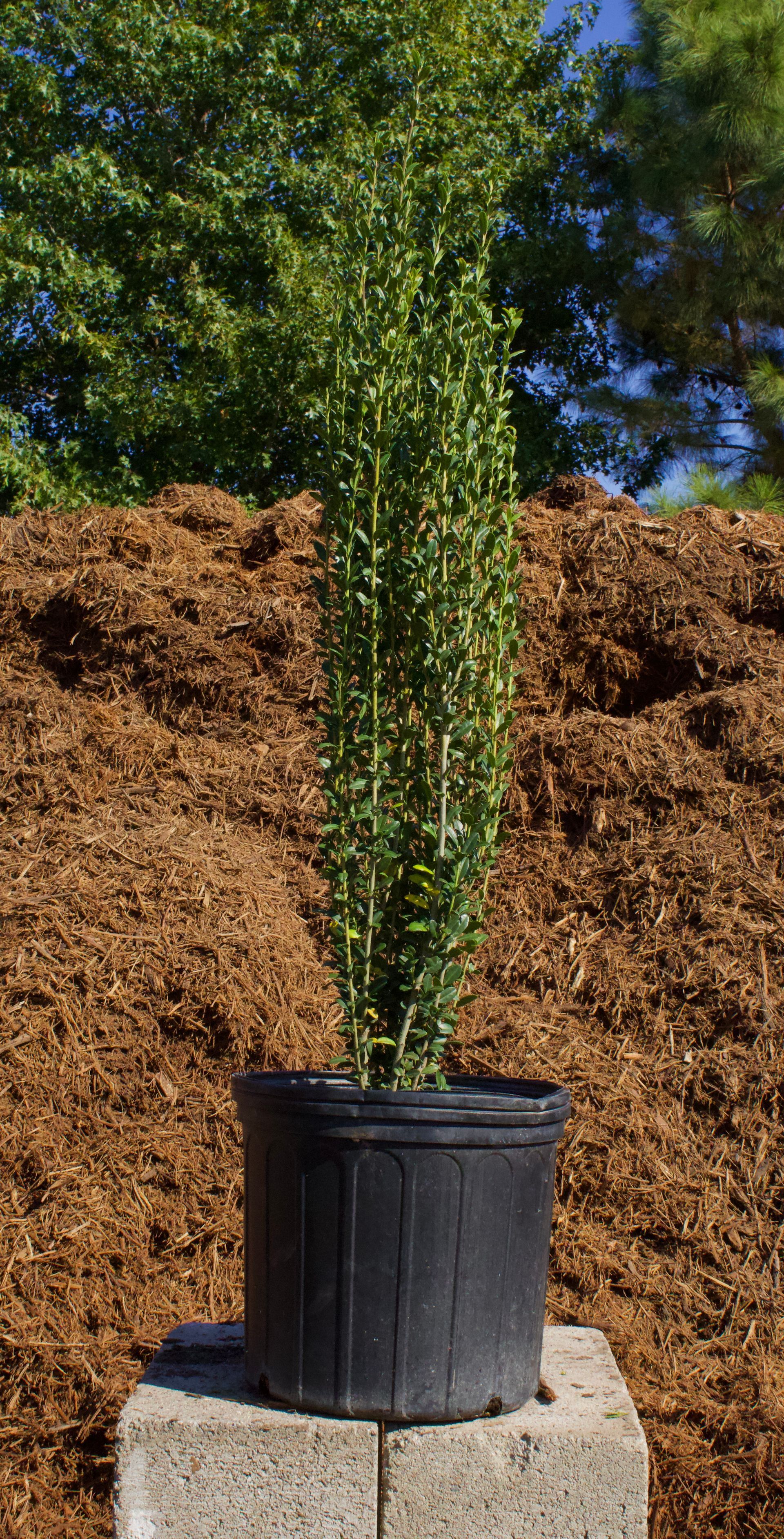 Tall green shrub in a black nursery pot on a concrete block, against a mulch and trees background