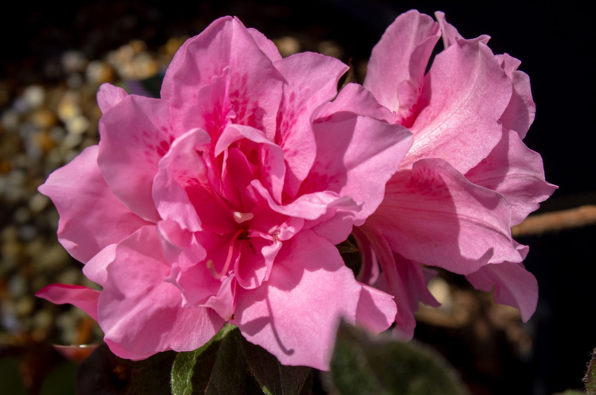 Pink double blossoms on a flowering tree branch, close-up against a dark background
