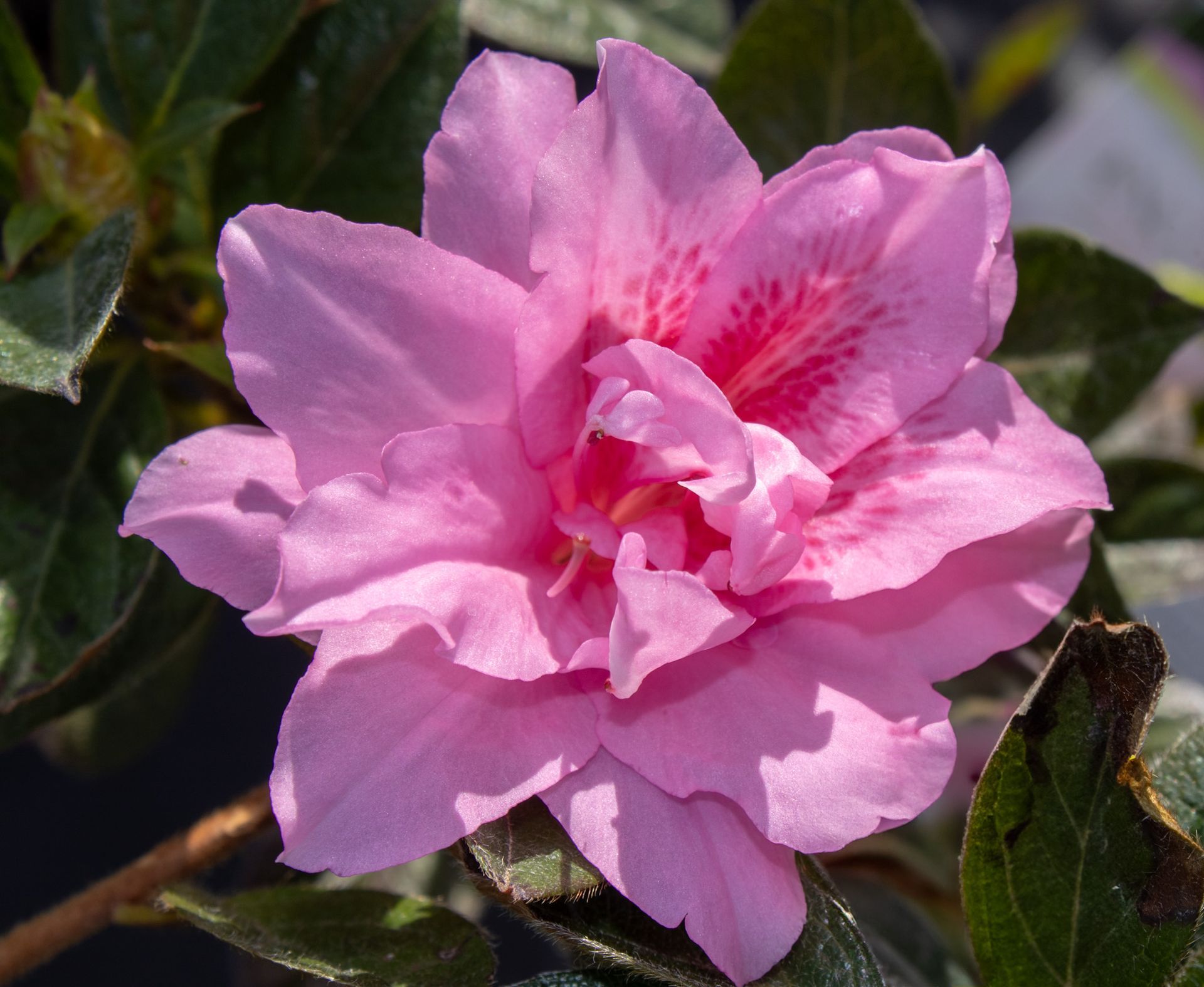 Pink camellia flower in bloom against dark green leaves