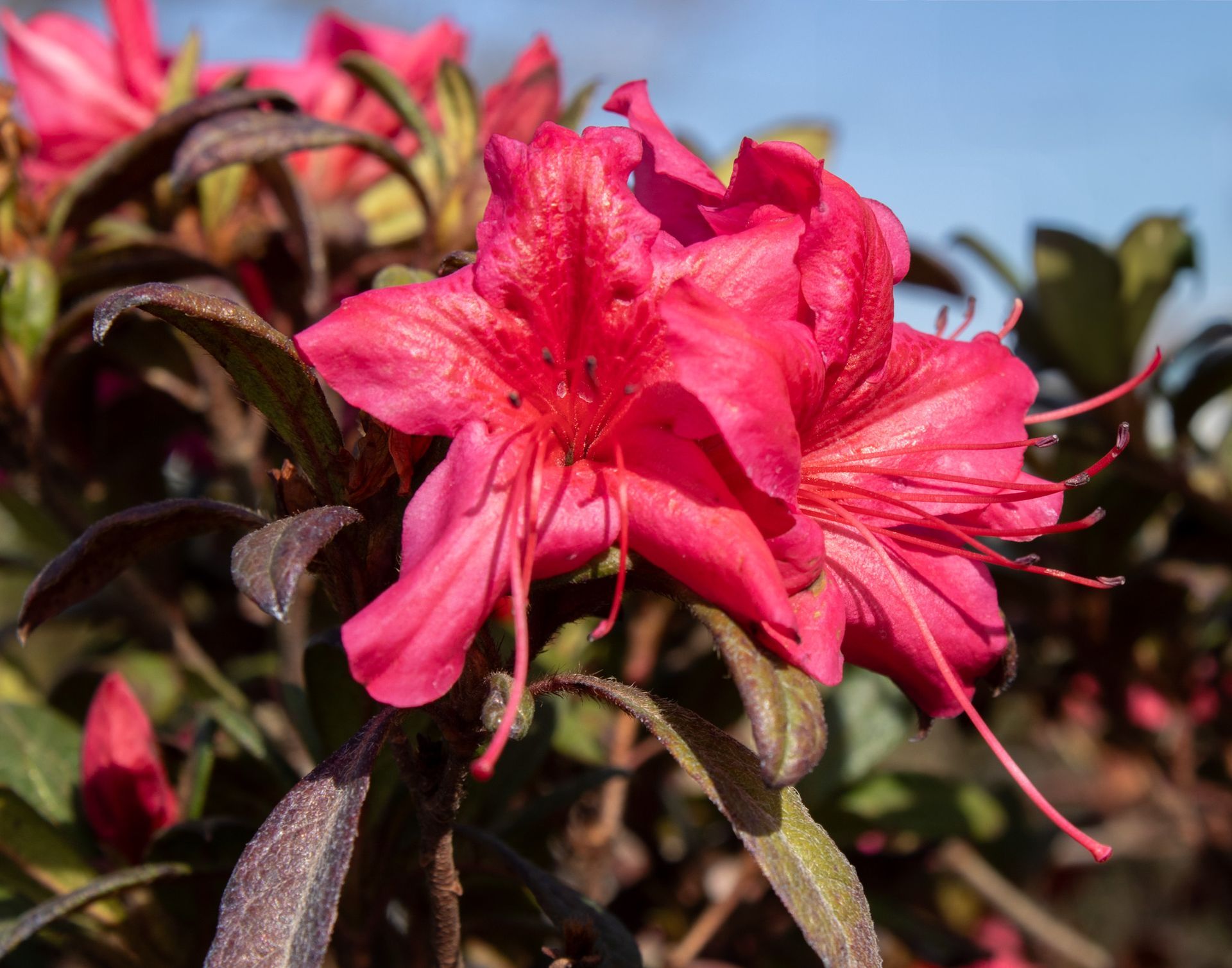 Bright pink flowers blooming against dark leaves in sunlight