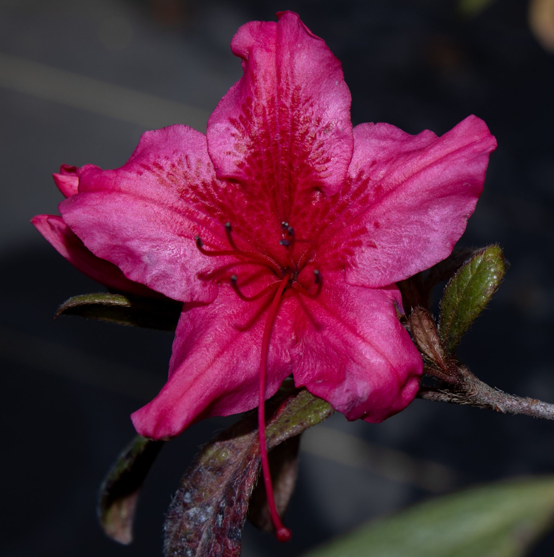 Bright pink flower blossom with dark stamens and green leaves against a dark background
