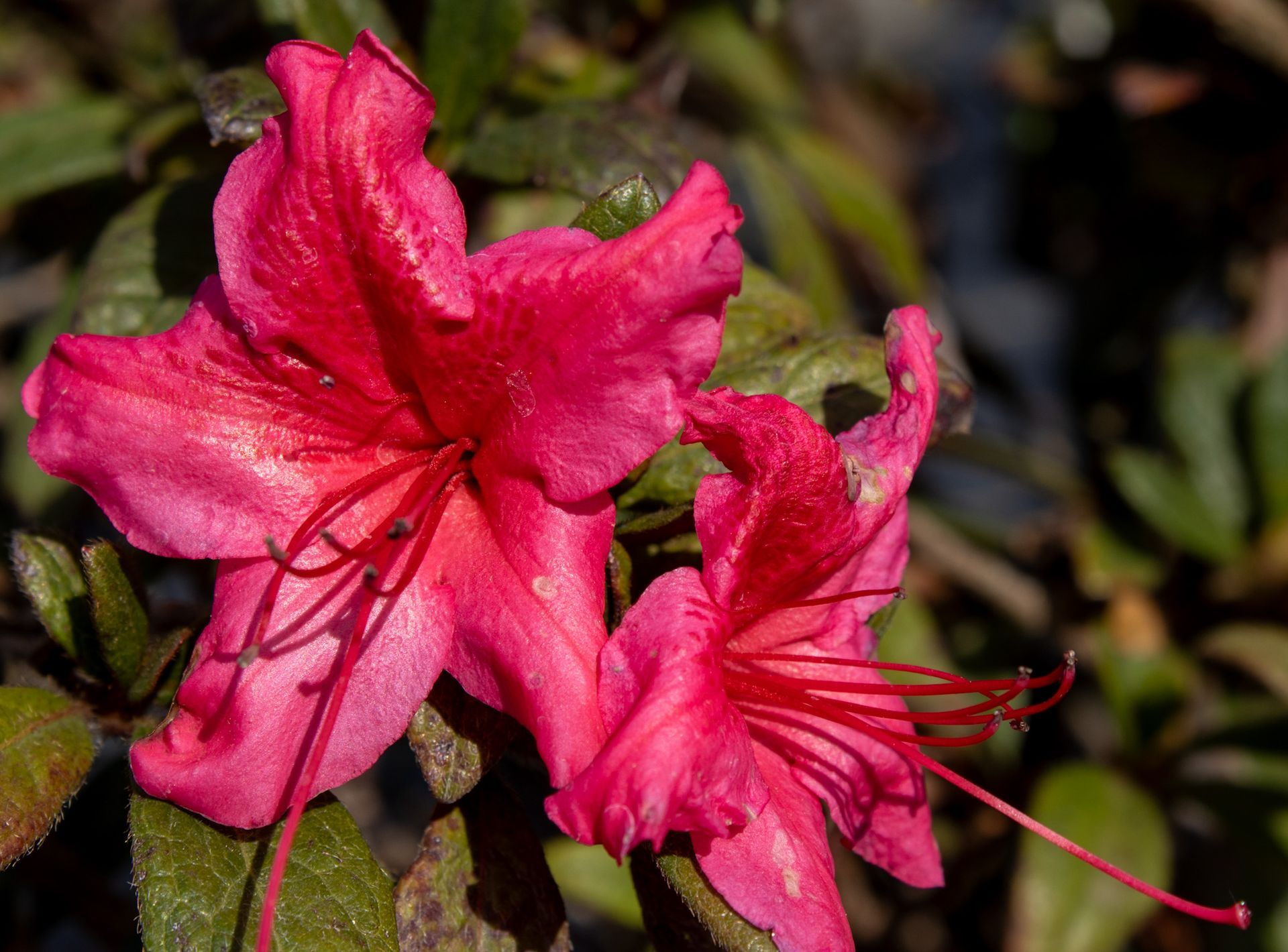 Bright pink azalea blossoms with long stamens against dark green leaves