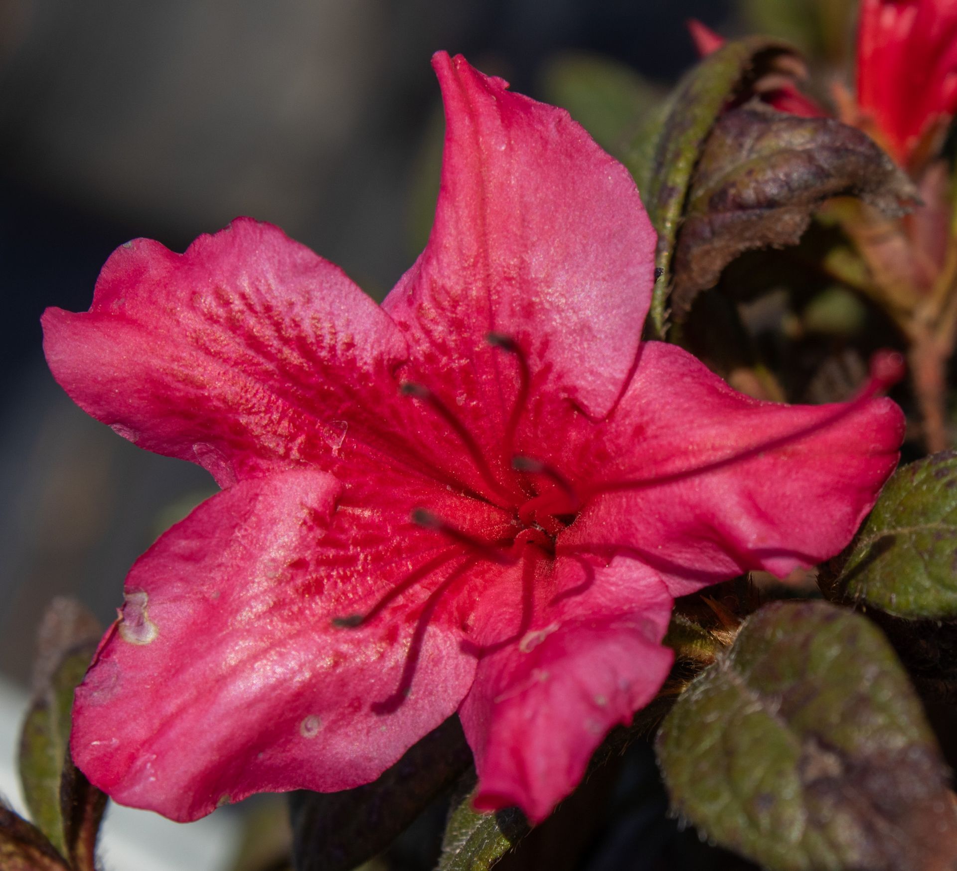 Bright pink flower bloom with dark green leaves against a blurred background
