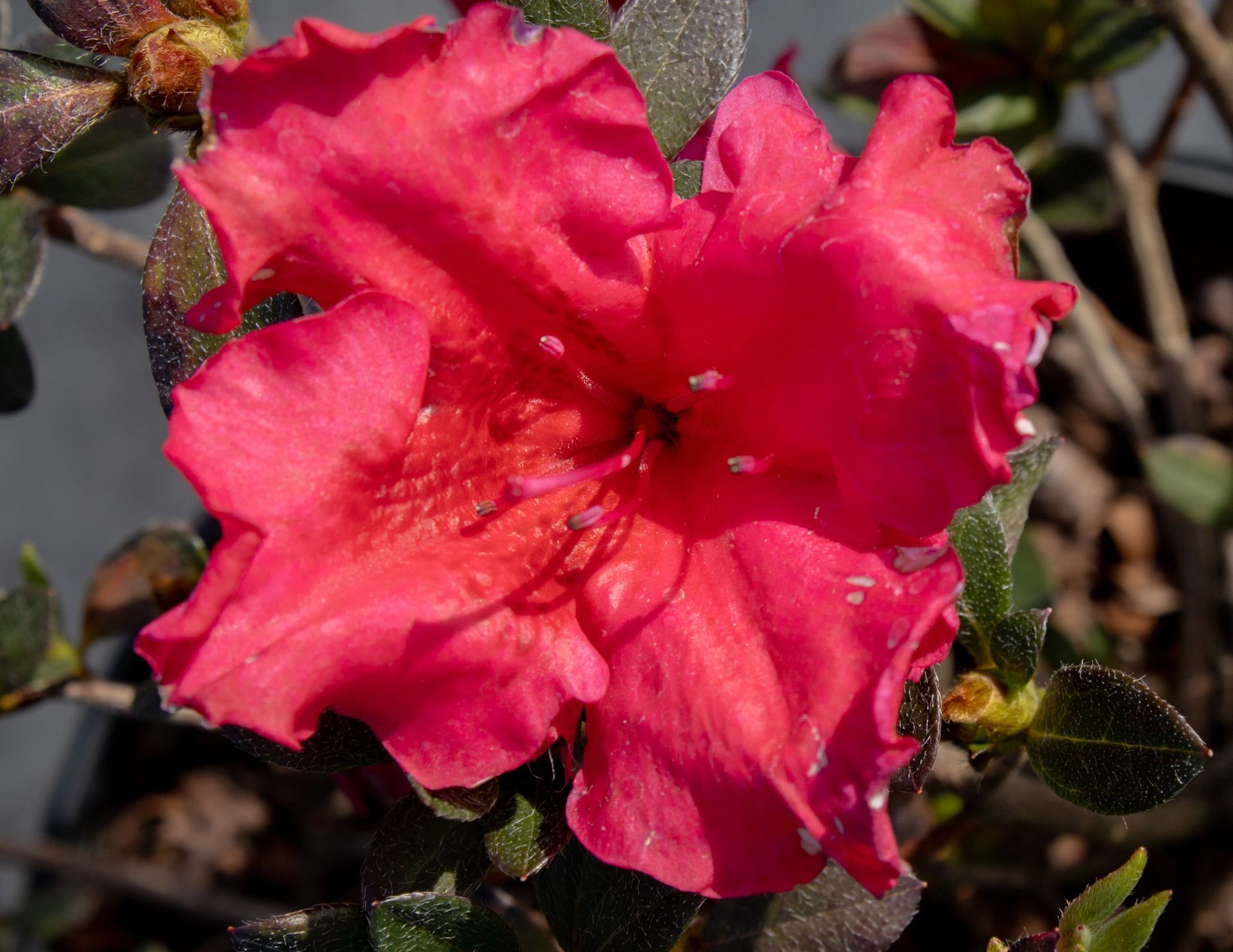 Close-up of a bright pink flower blooming among dark green leaves