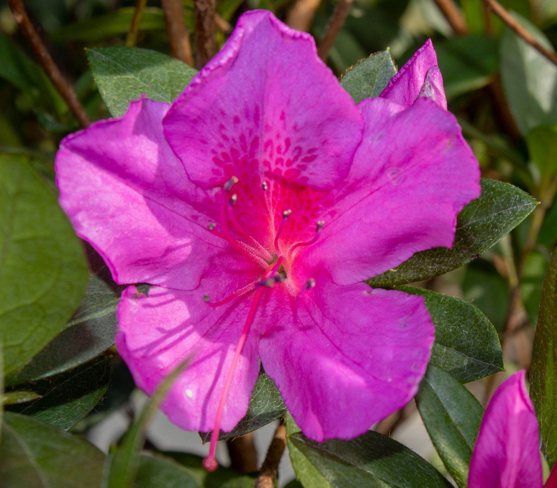 Bright pink azalea flower in bloom with green leaves