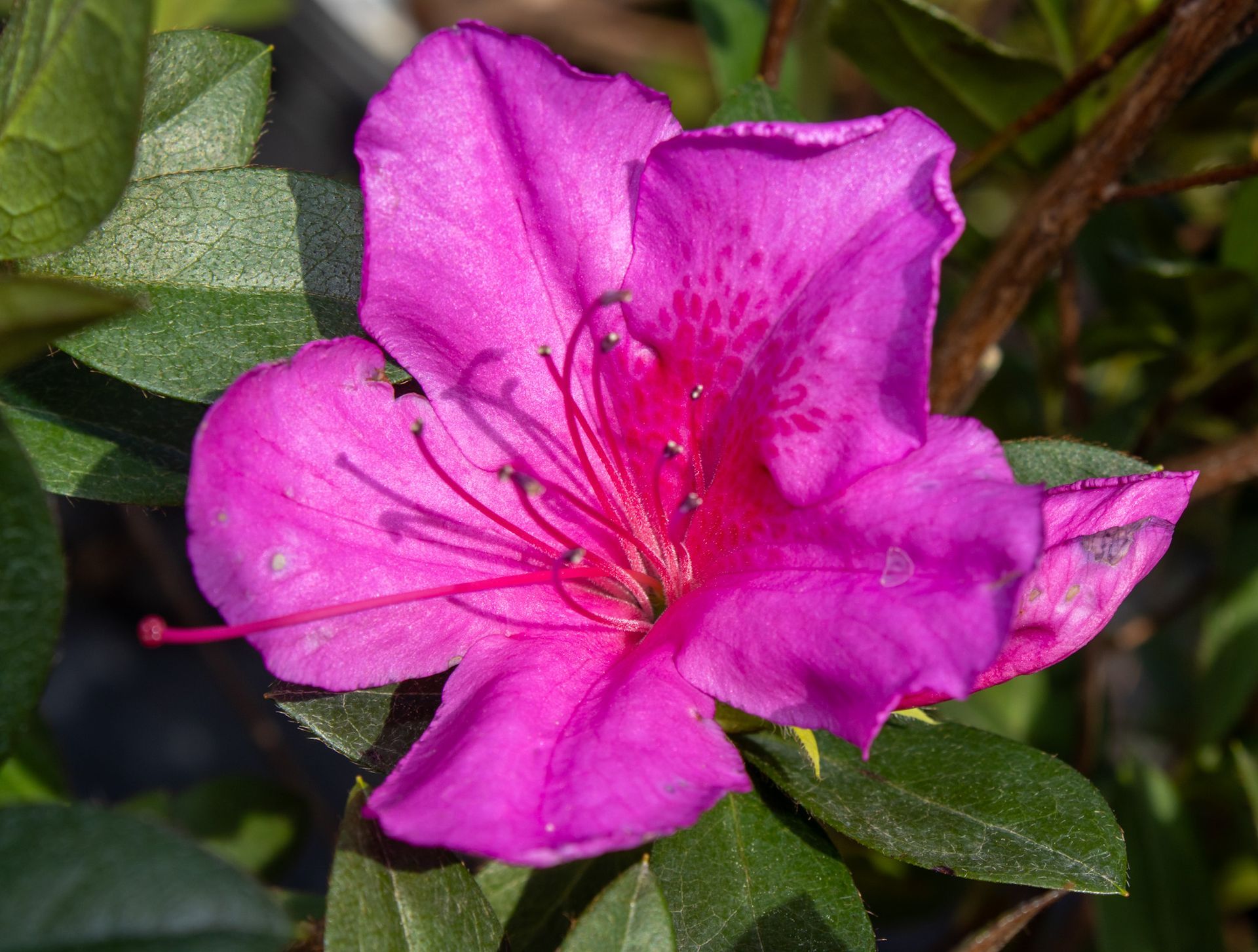 Bright pink azalea flower with green leaves