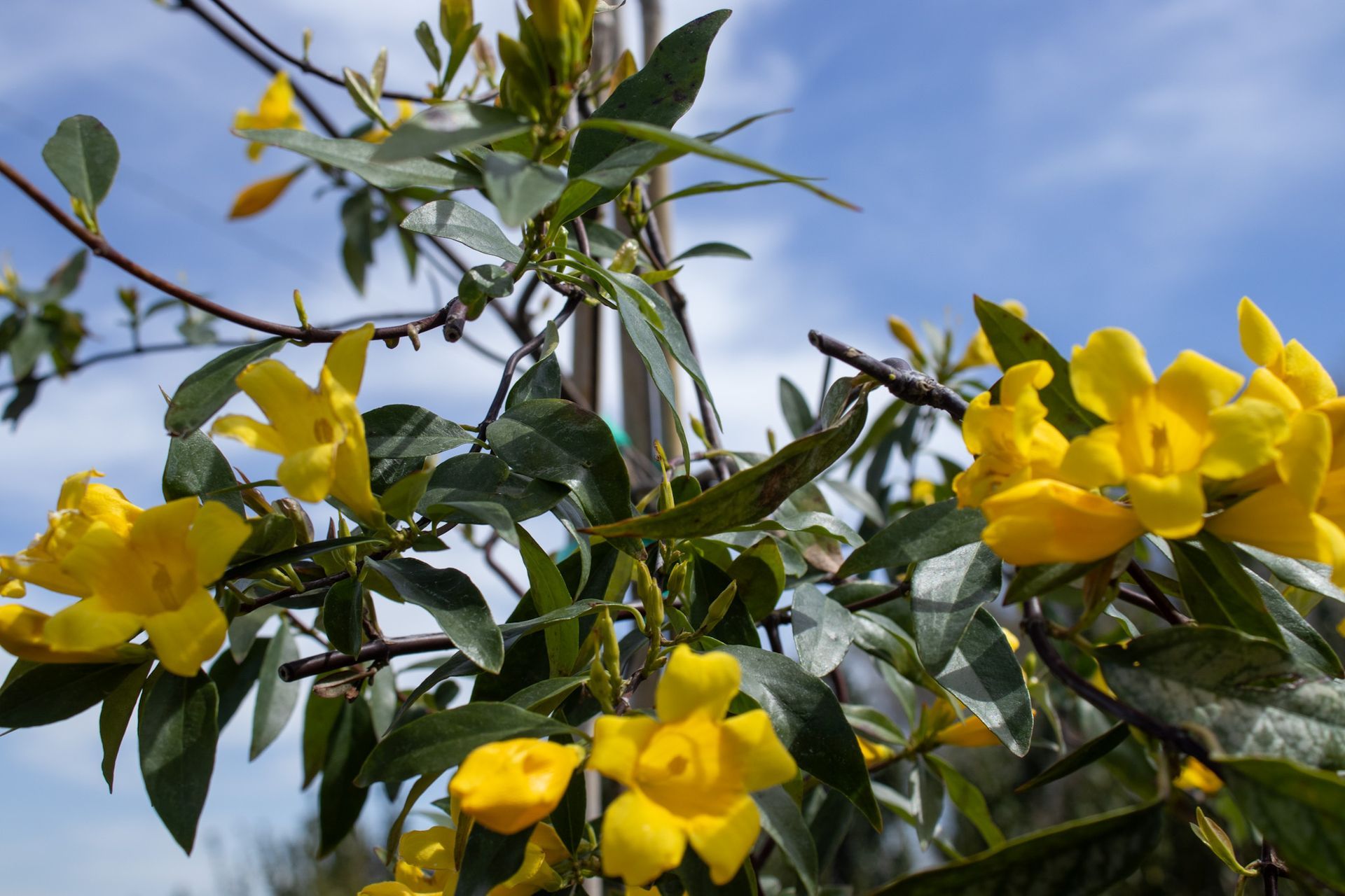 Yellow trumpet flowers on a vine against a blue sky