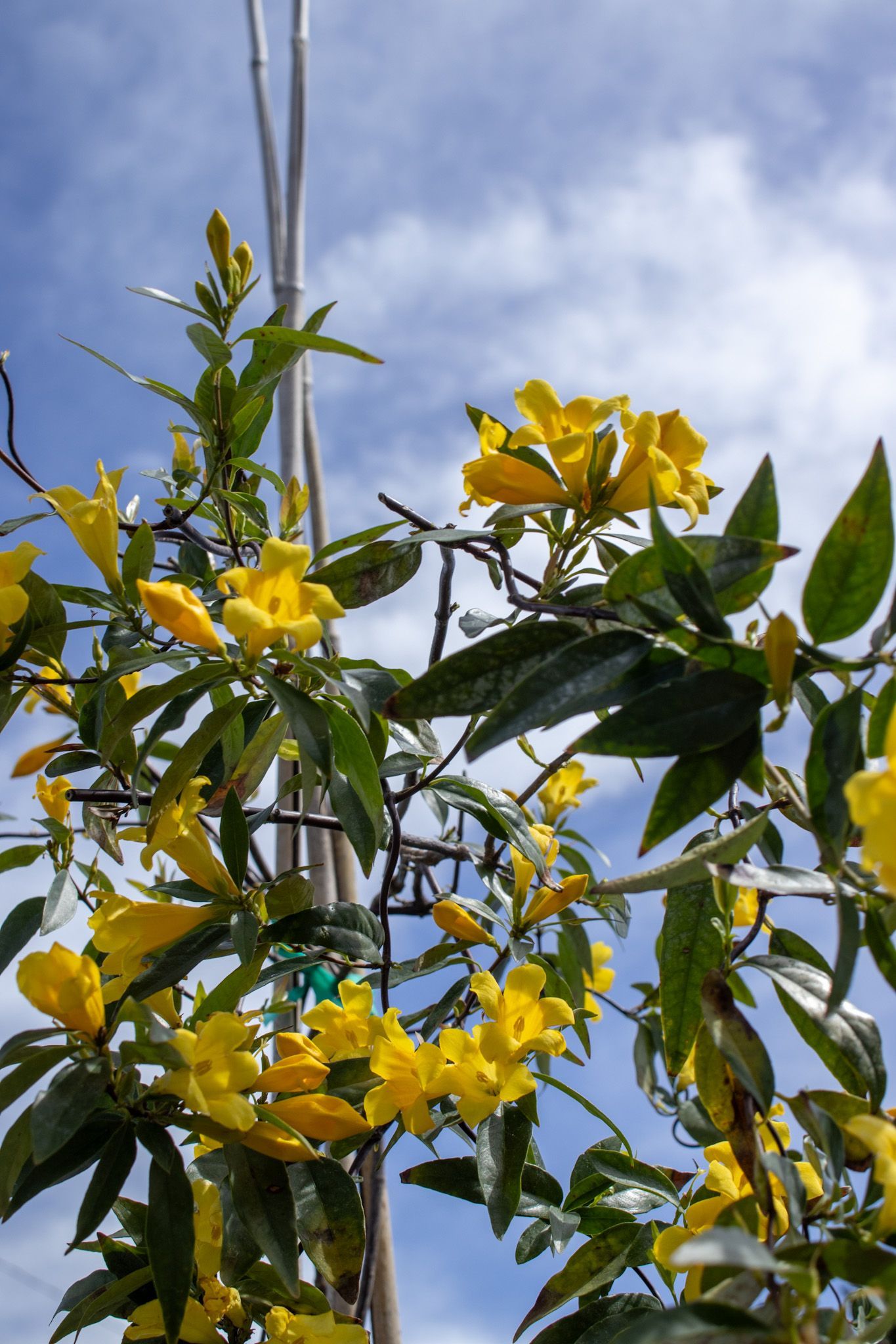 Yellow flowers and green leaves on a branch against a blue sky