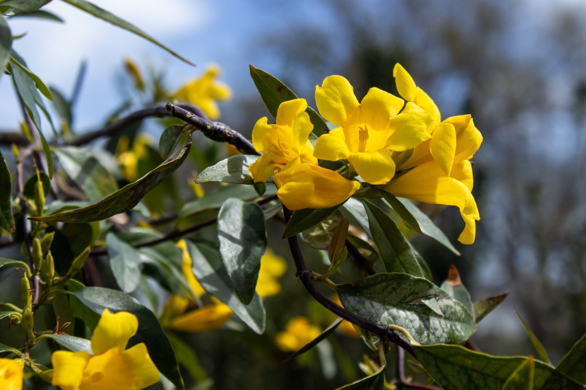 Yellow flowers blooming on a vine with green leaves against a blurred sky