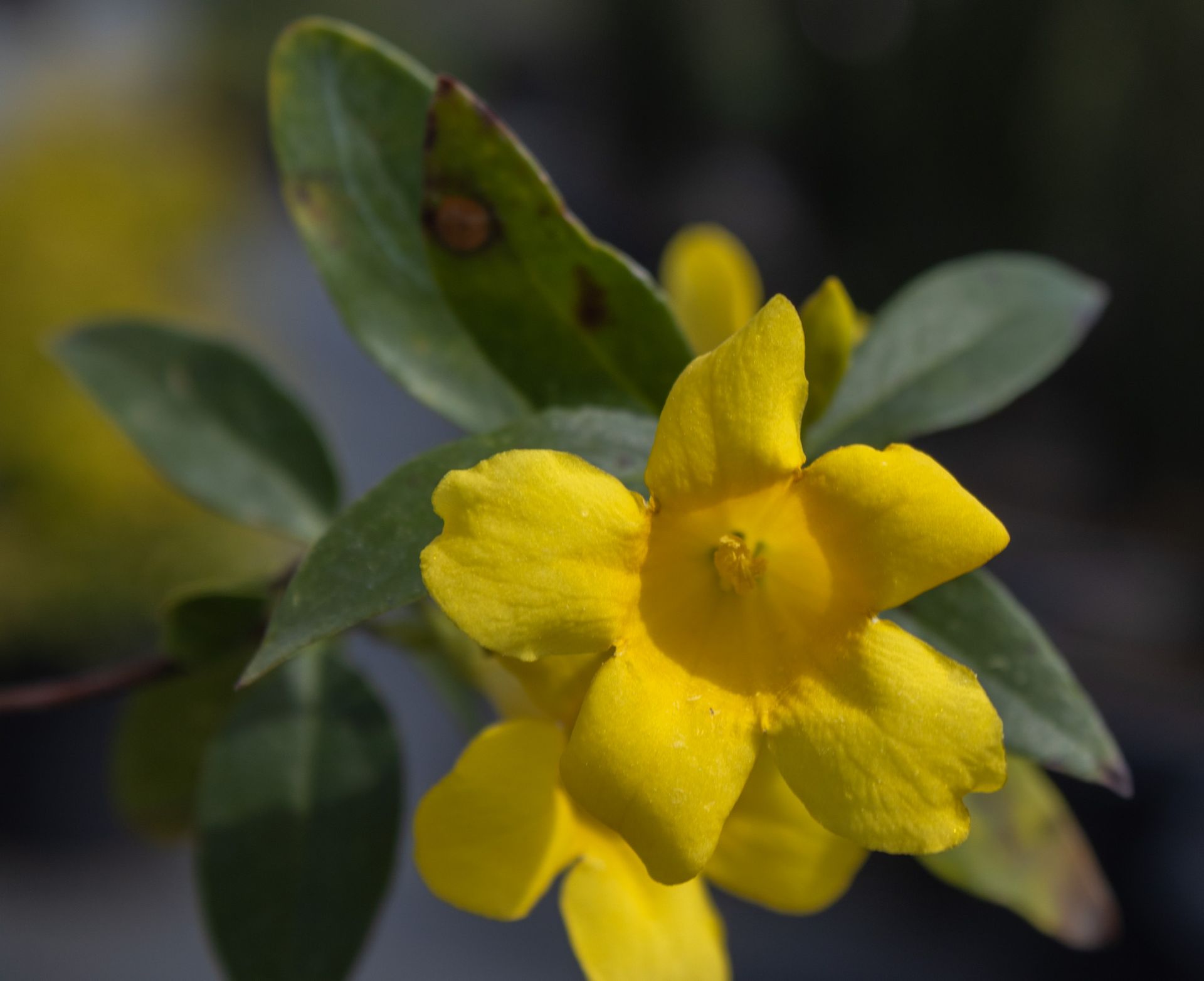 Yellow flower in bloom with green leaves against a blurred dark background