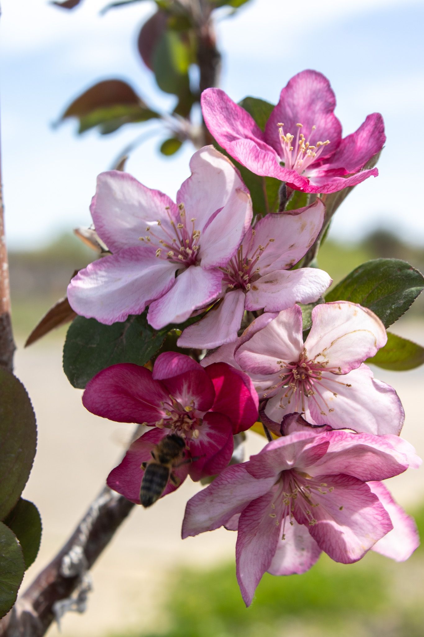Pink and white apple blossoms on a tree branch against a soft blurred background