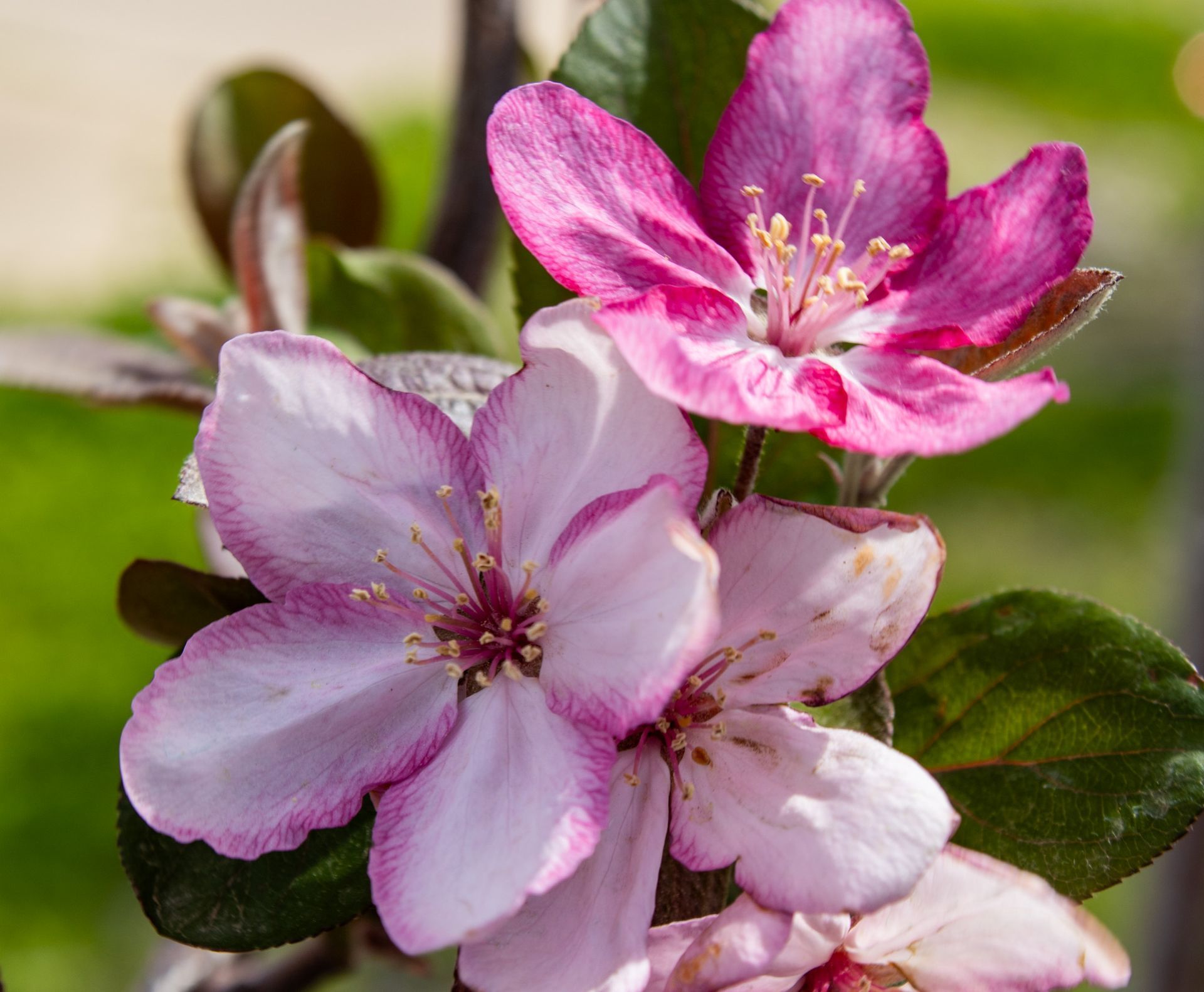 Pink and white blossoms on a leafy branch in soft sunlight