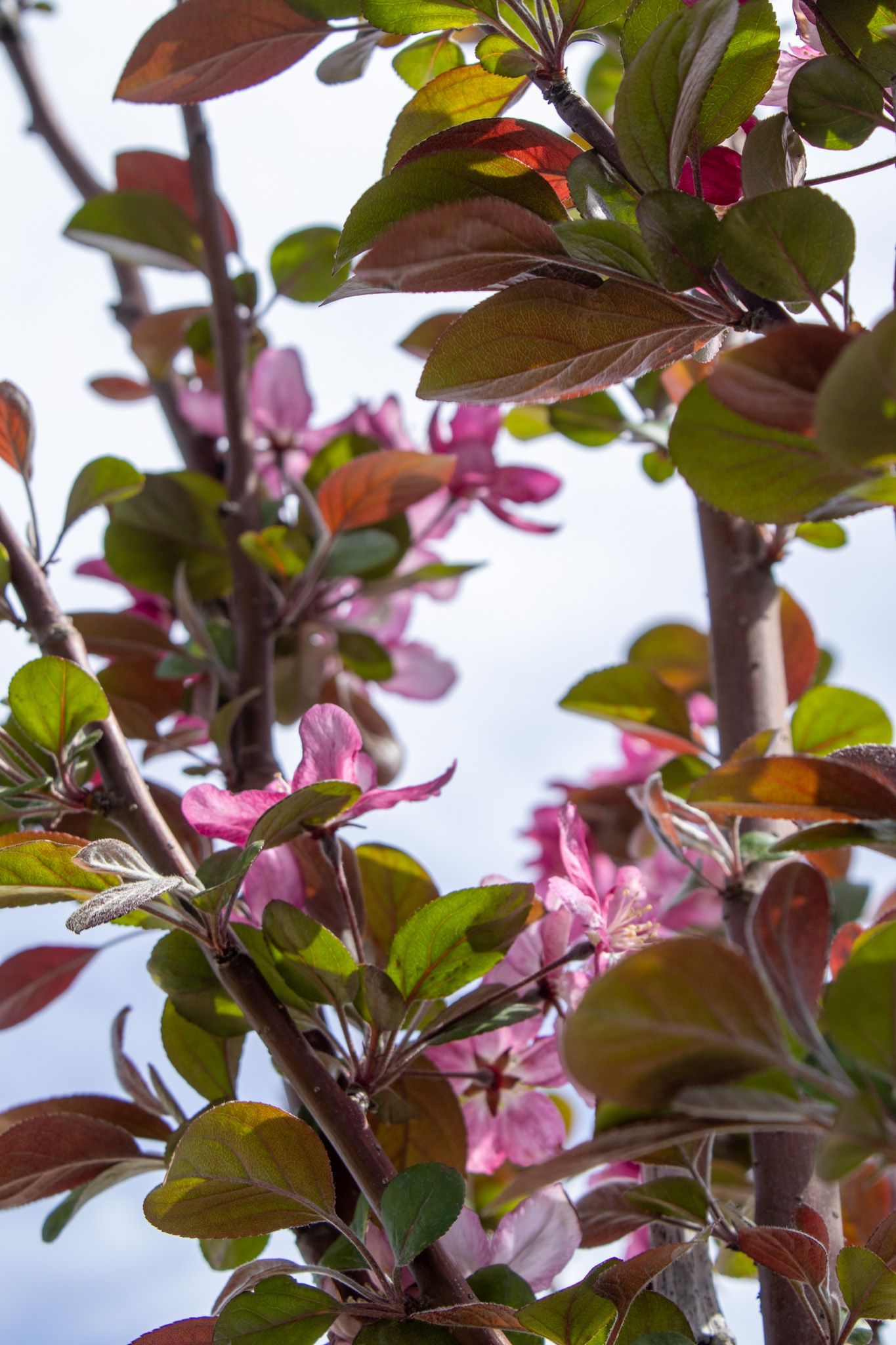 Pink blossoms and green leaves on a branch against a bright sky