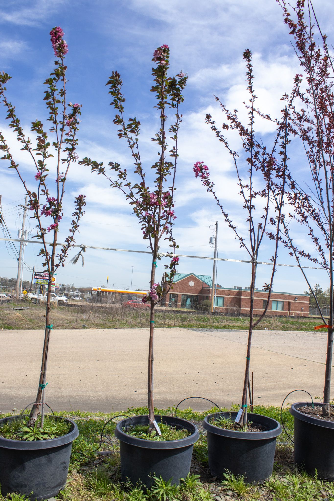 Potted young trees with red leaves in a row beside a sandy lot under a blue sky