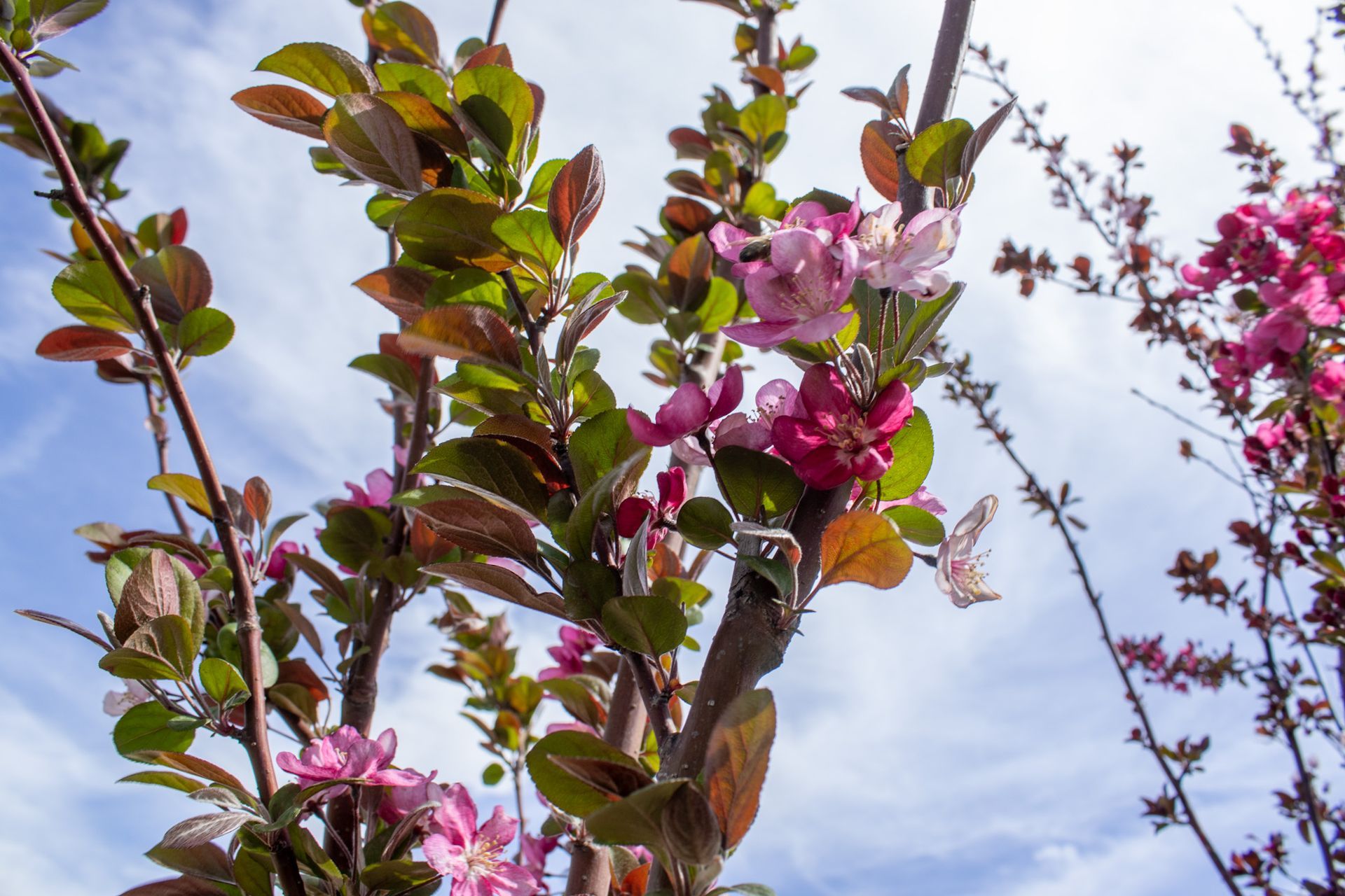Pink blossoms on a tree branch against a blue sky