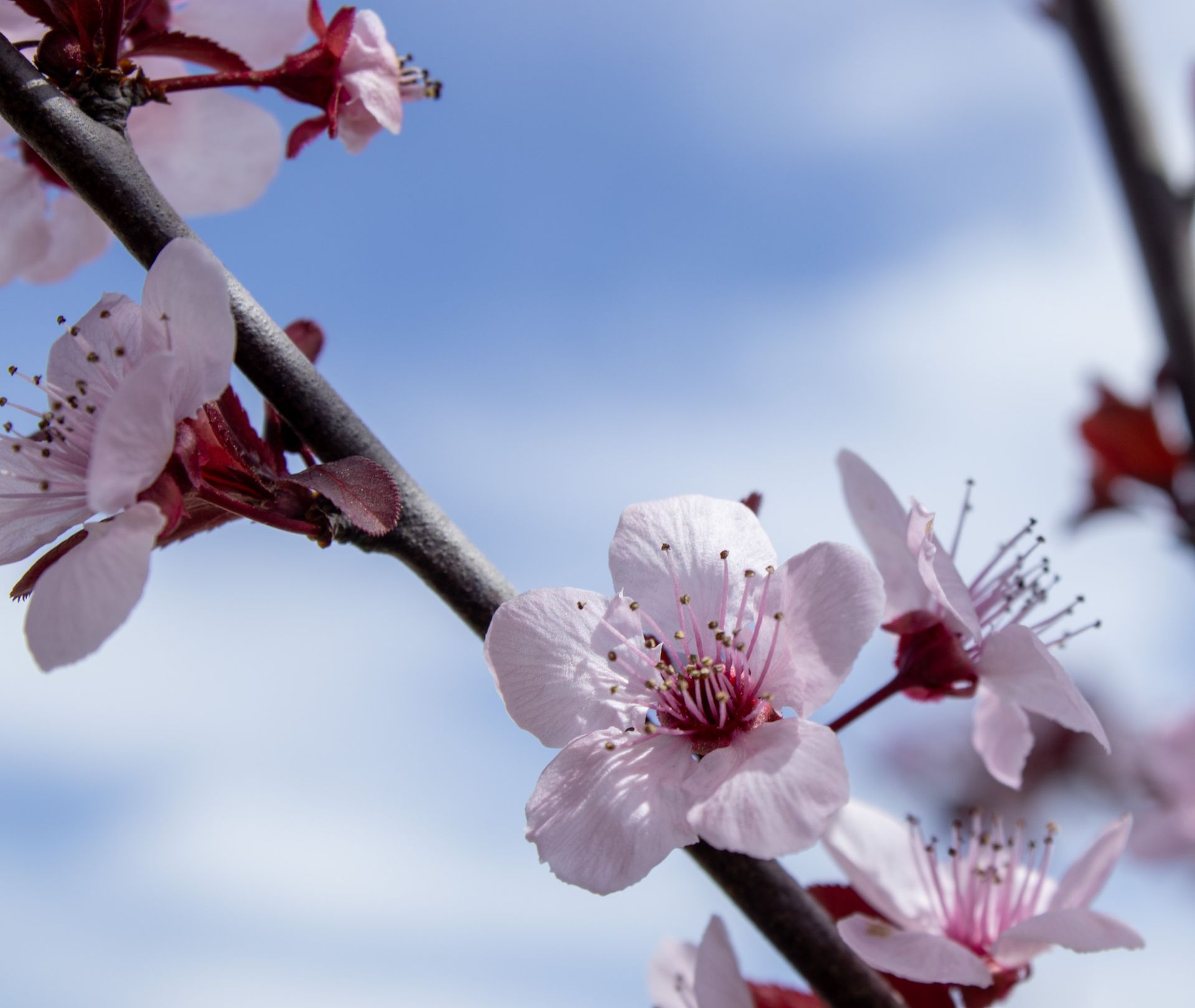 Pink cherry blossoms on a branch against a blue sky