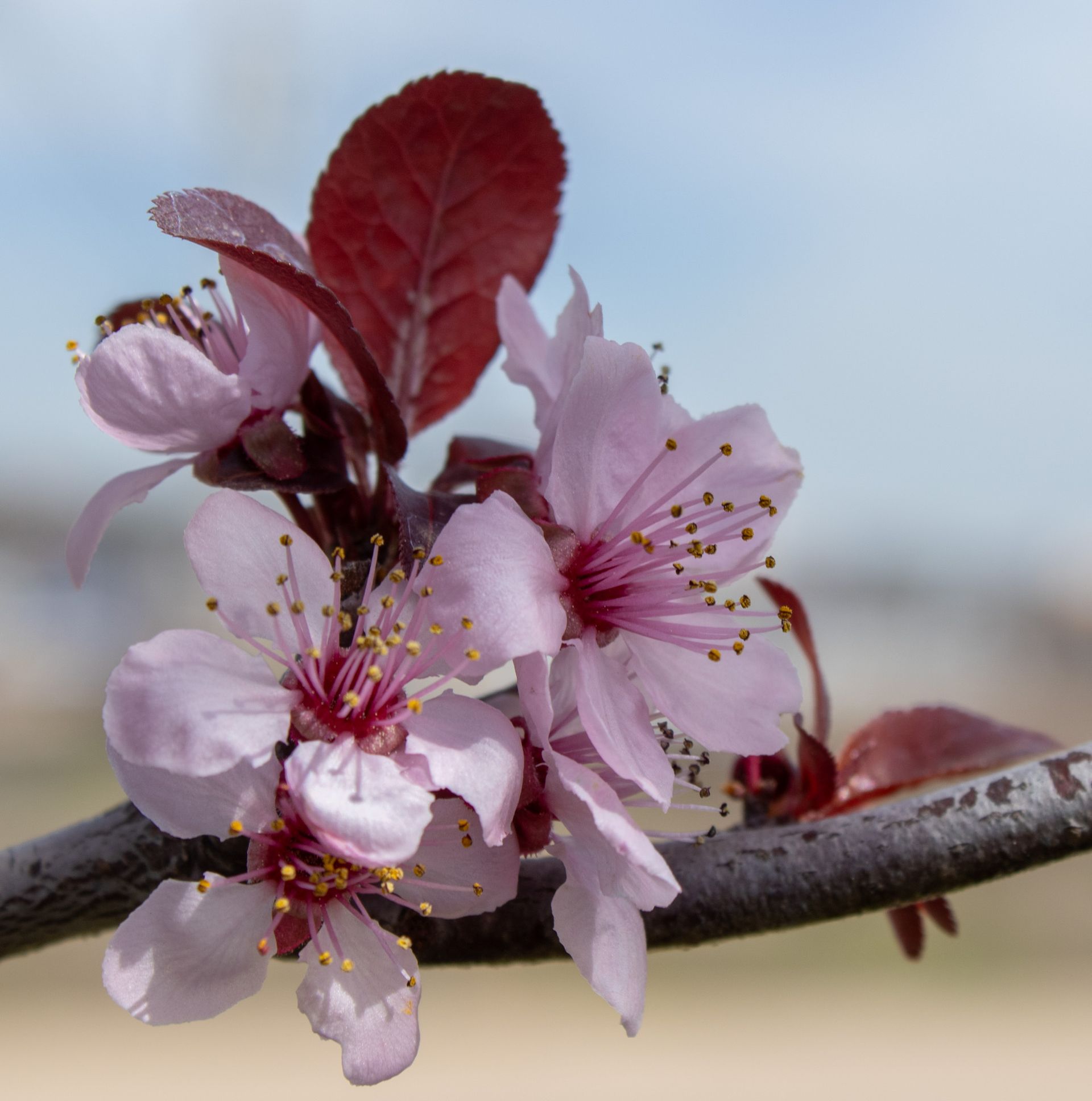Pink cherry blossoms on a branch with burgundy leaves against a soft blue sky