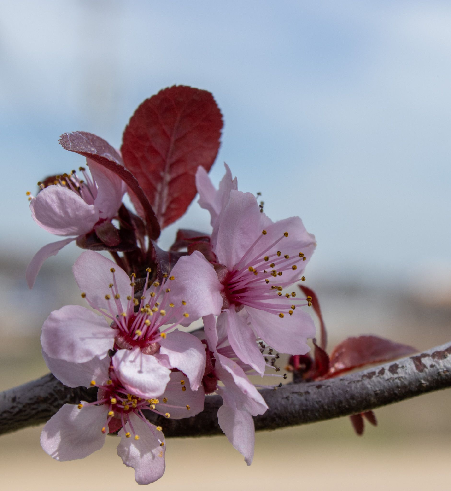 Pink blossoms on a branch against a soft blue sky
