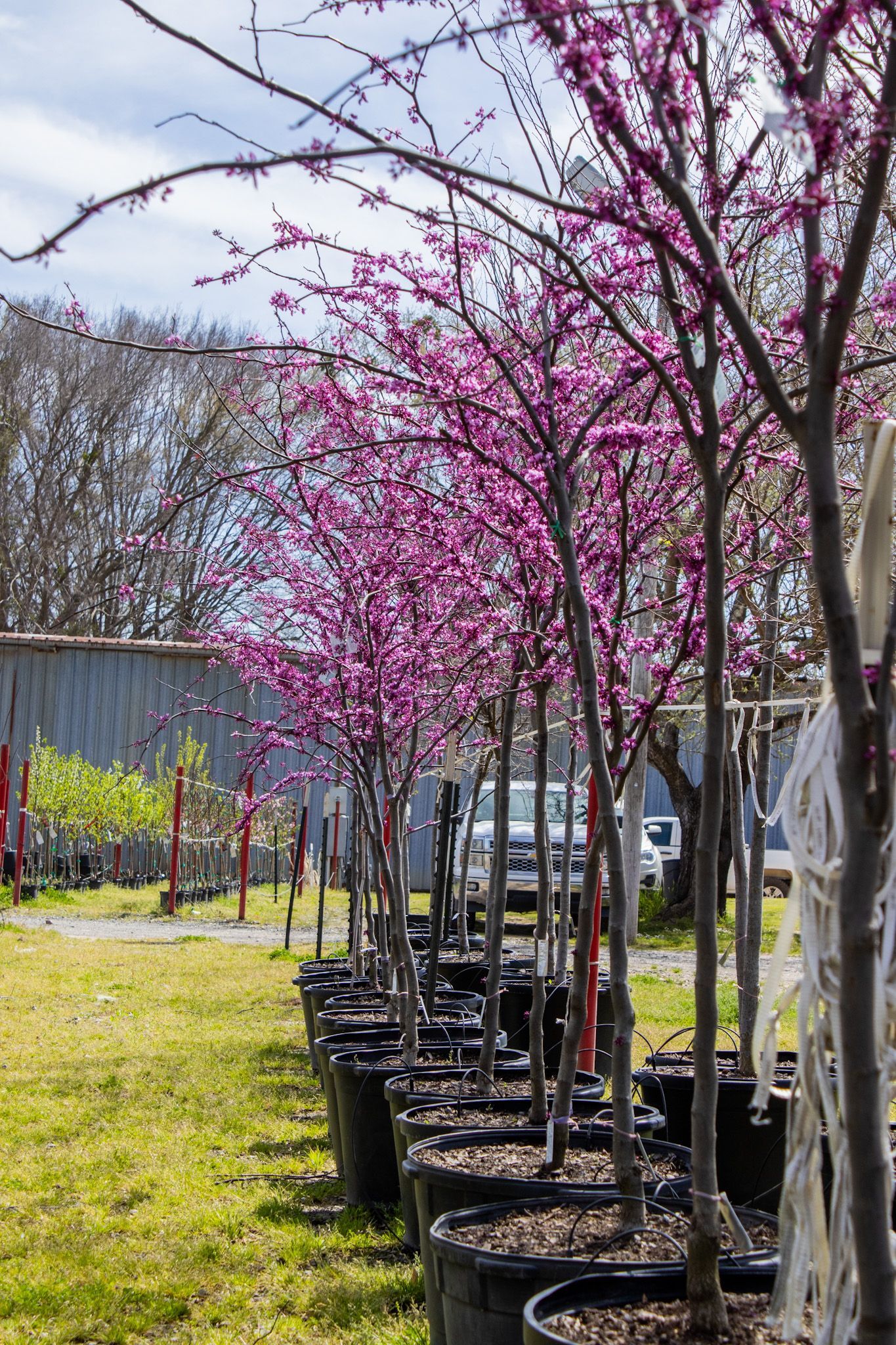 Row of potted pink-blossomed trees in a nursery under a clear sky