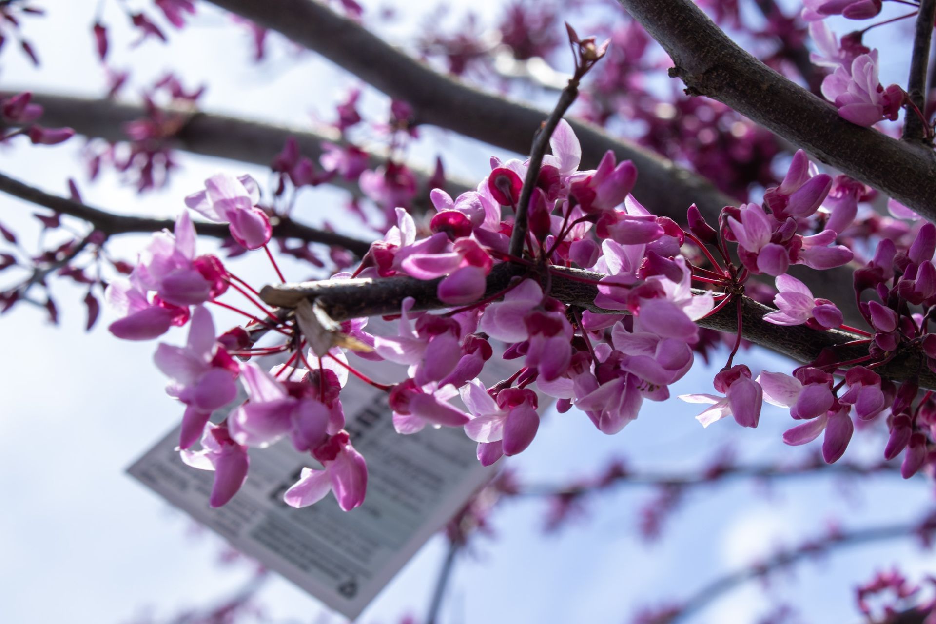Pink blossoms on tree branches with a blurred building in the background