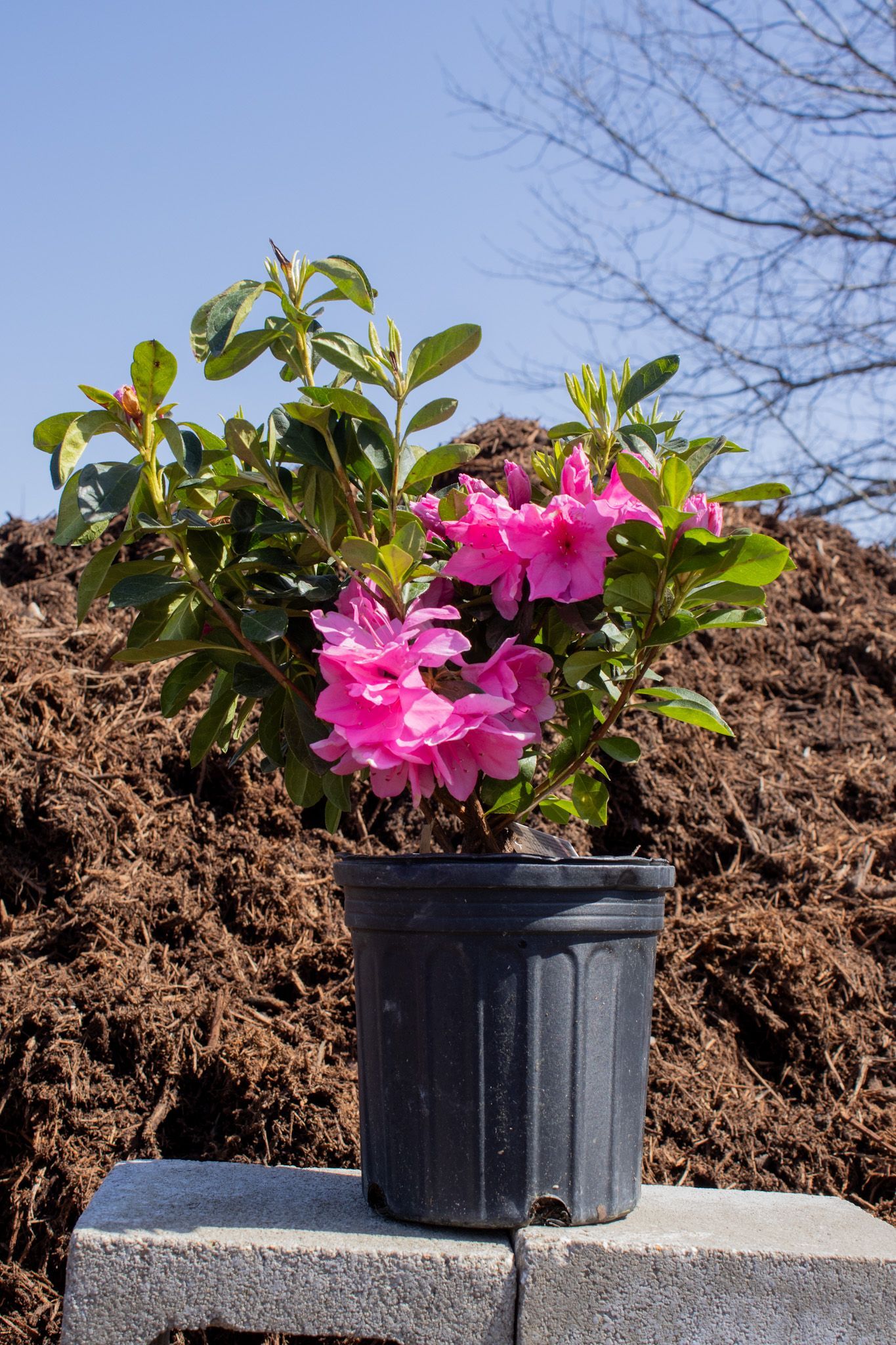 Pink flowering potted plant on a cinder block outdoors against a mulch pile and blue sky