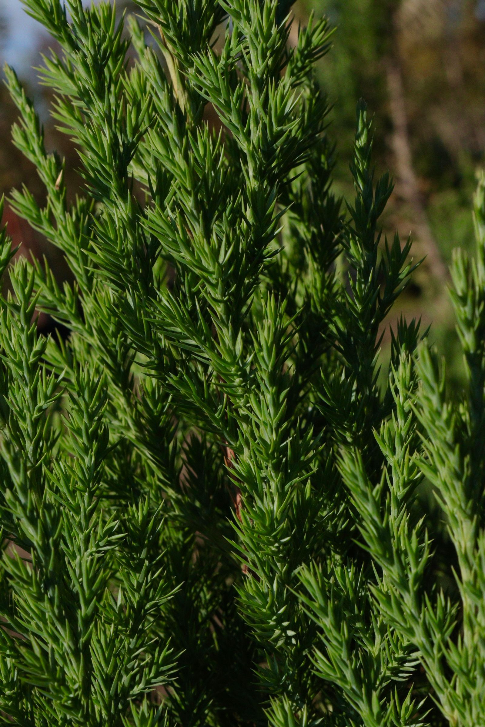 Close-up of dense green evergreen foliage with slender needle-like leaves.