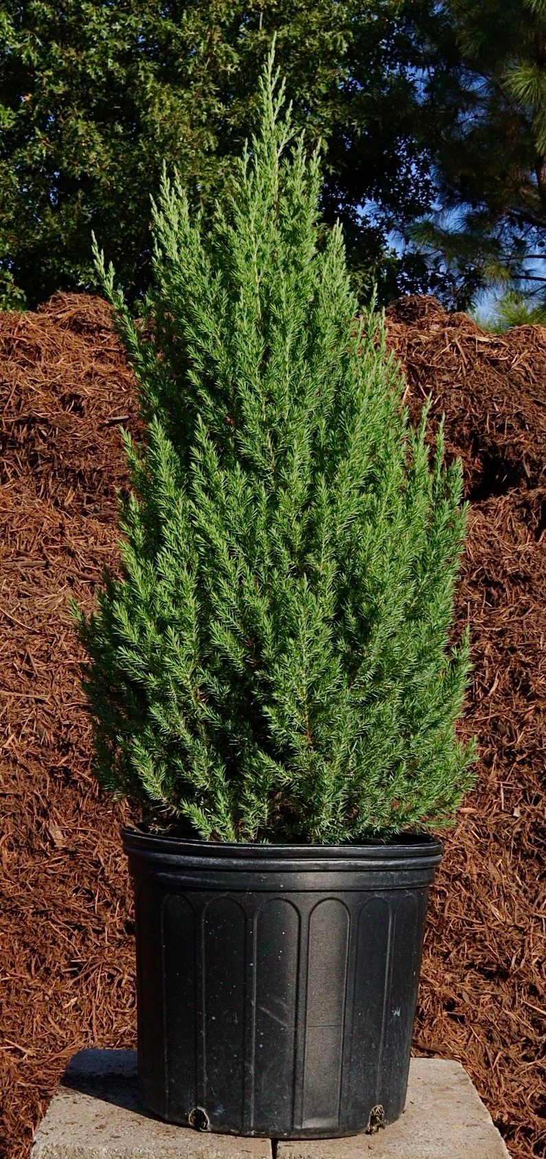 Potted green evergreen shrub in a black nursery container outdoors