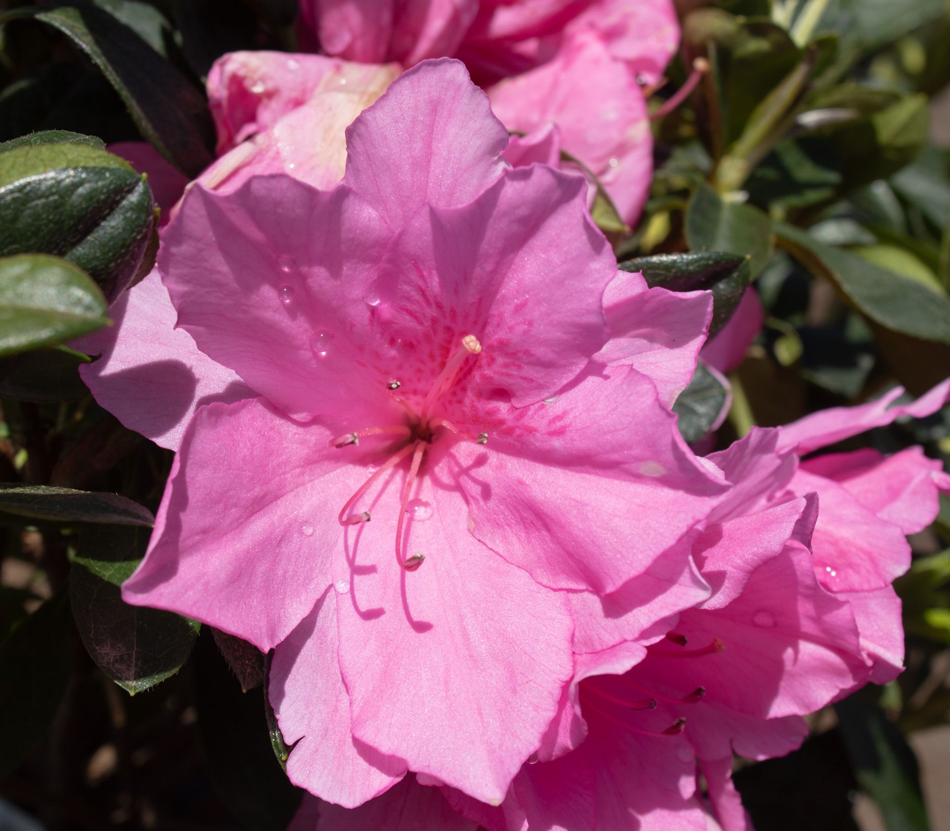 Pink azalea blossoms in bloom with green leaves in sunlight