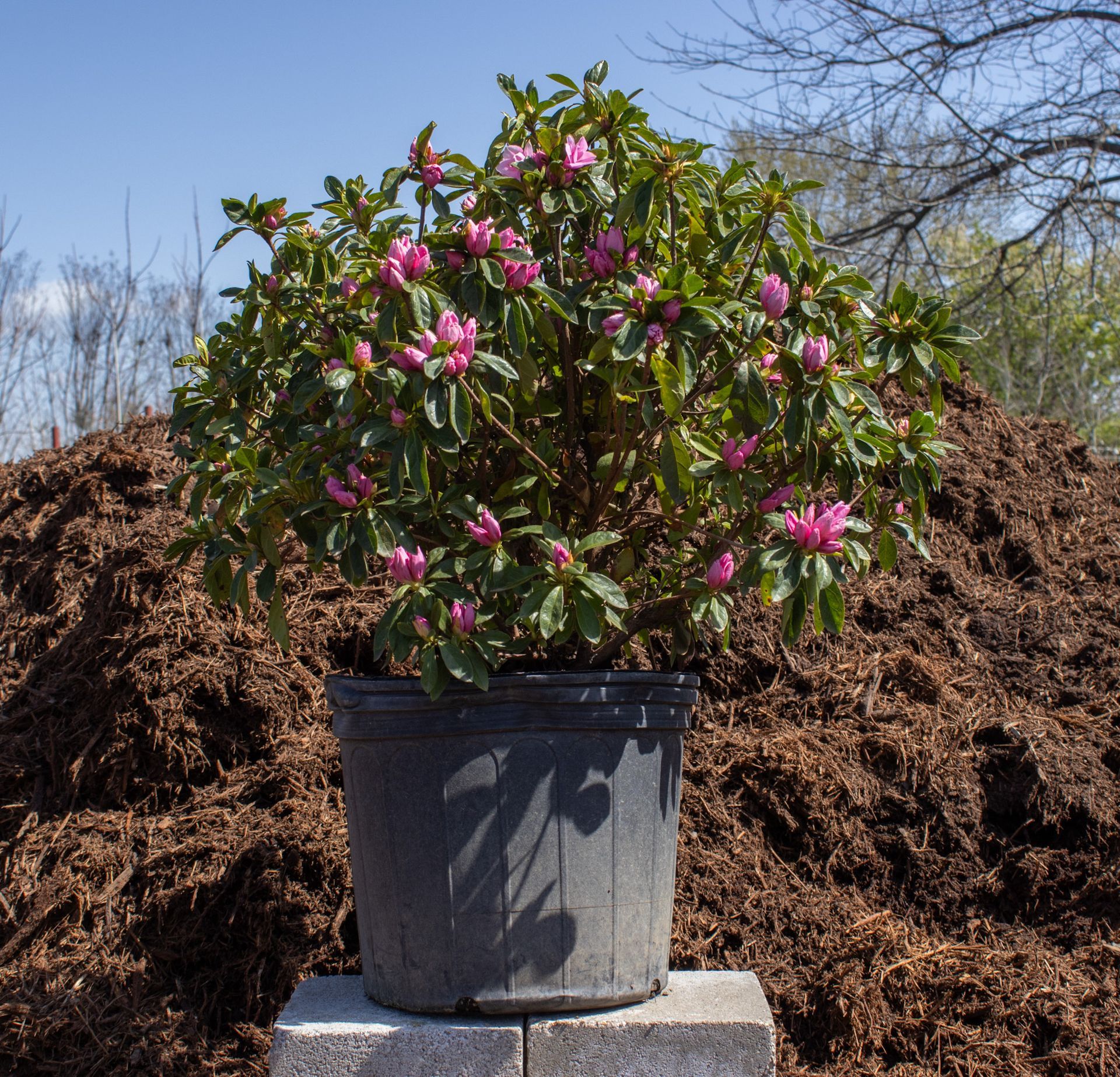 Potted pink-flowering shrub on a concrete block outdoors against mulch and bare trees