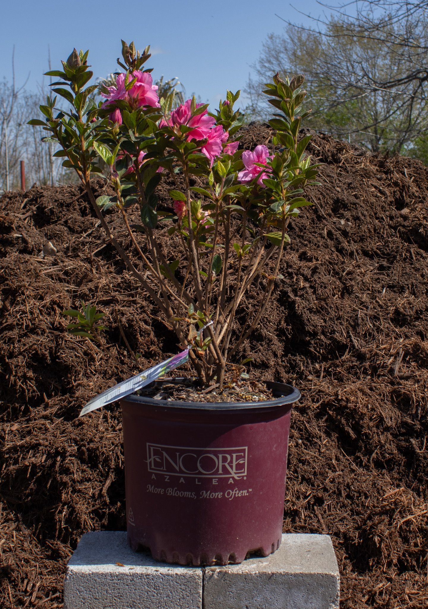 Potted pink flowering shrub beside a mulch pile outdoors in bright sunlight