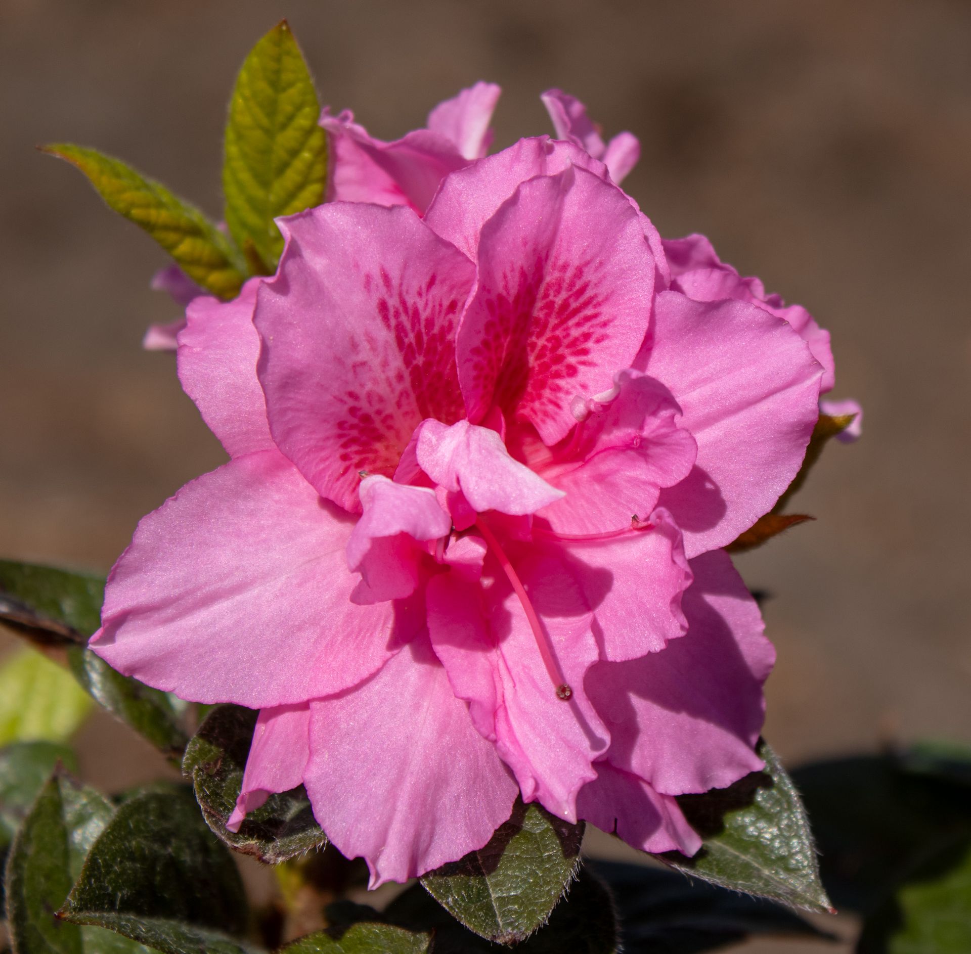 Pink azalea blossom with green leaves in bright sunlight