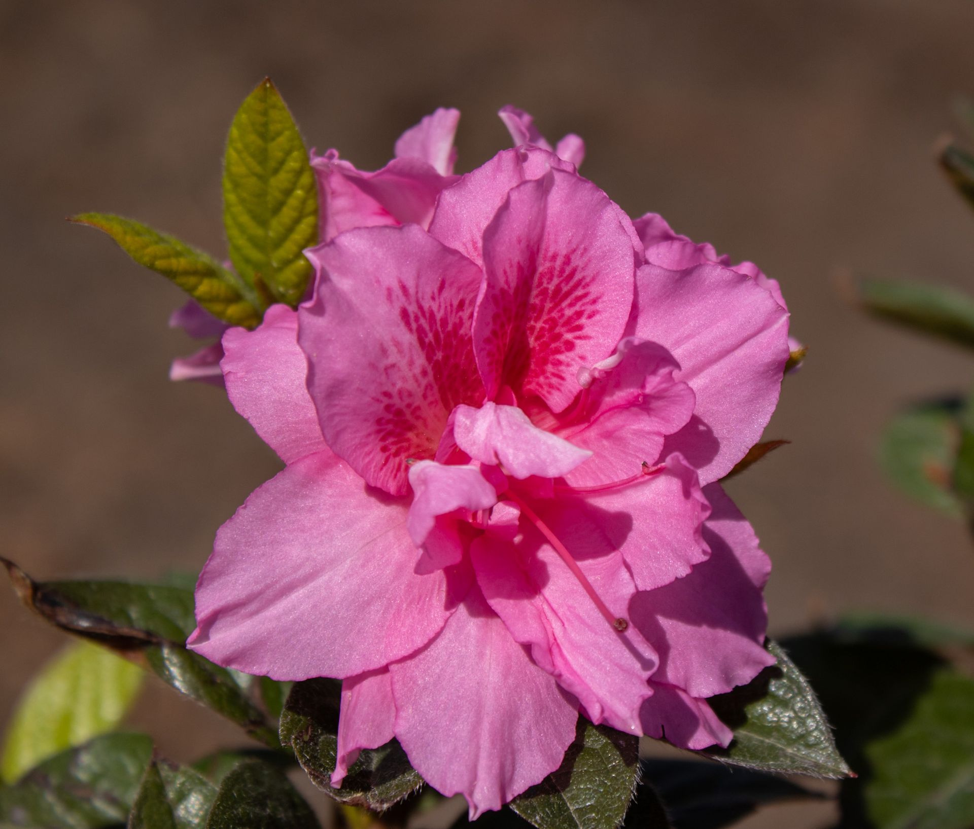 Pink flower blossom with green leaves against a blurred brown background