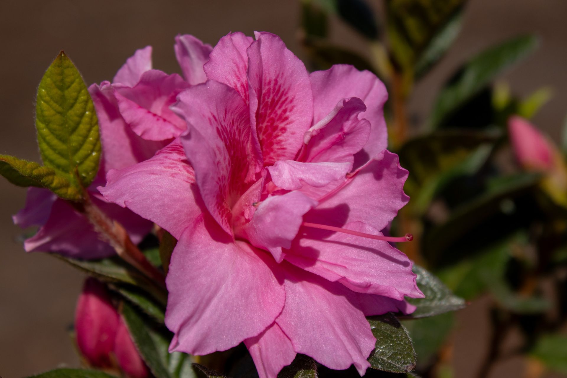 Pink flower blossoms in close-up with green leaves against a dark background