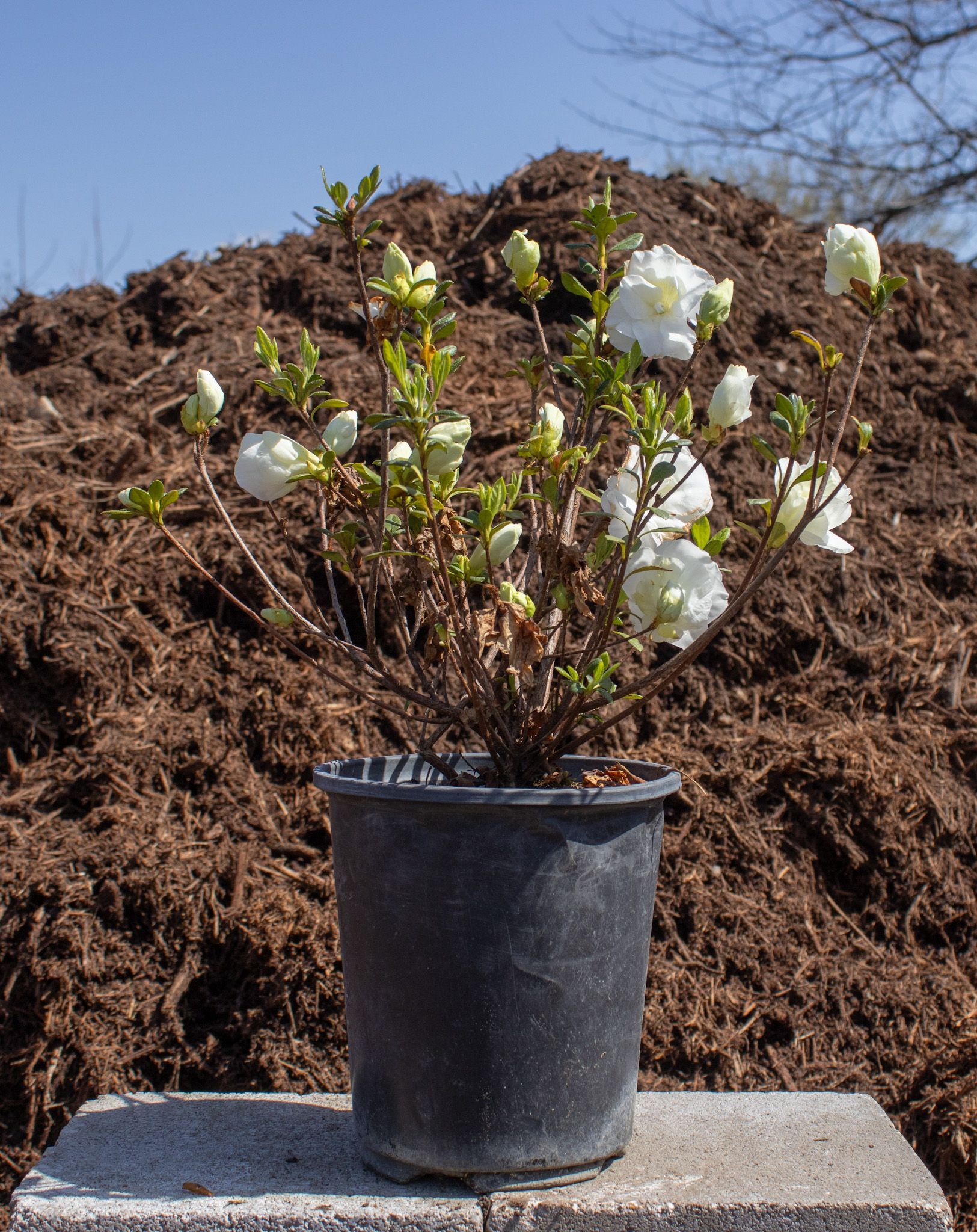 Potted flowering shrub with white blossoms on a concrete slab in front of a mulch pile outdoors