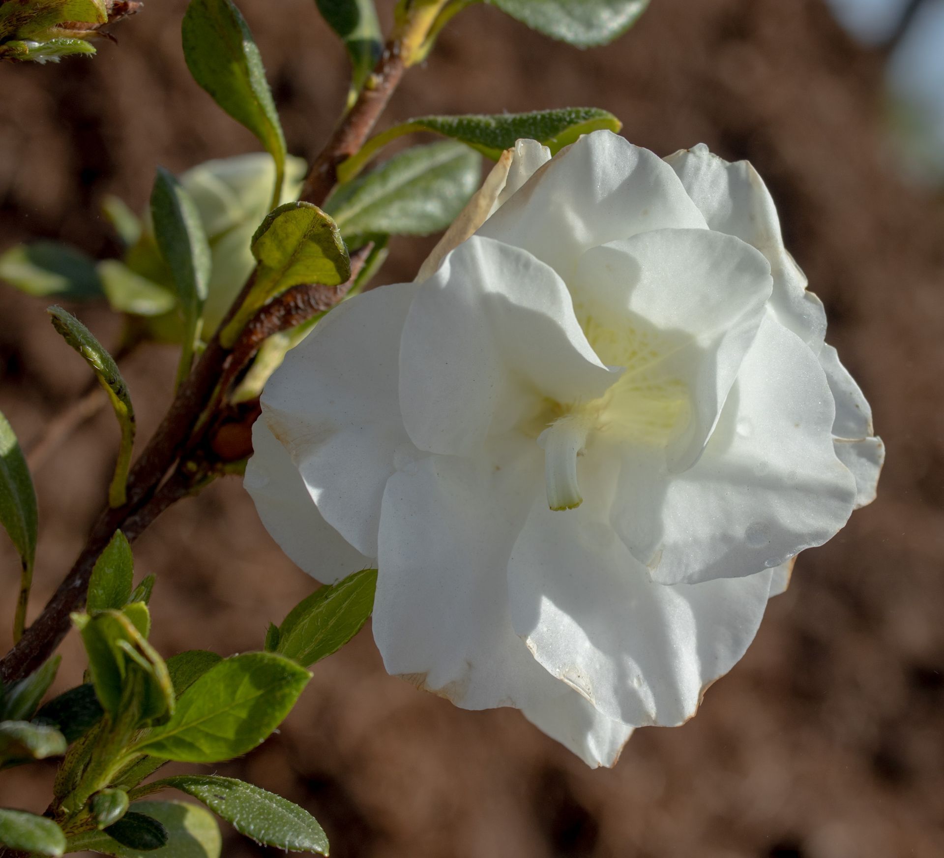 White flower blooming on a green stem against a blurred brown background