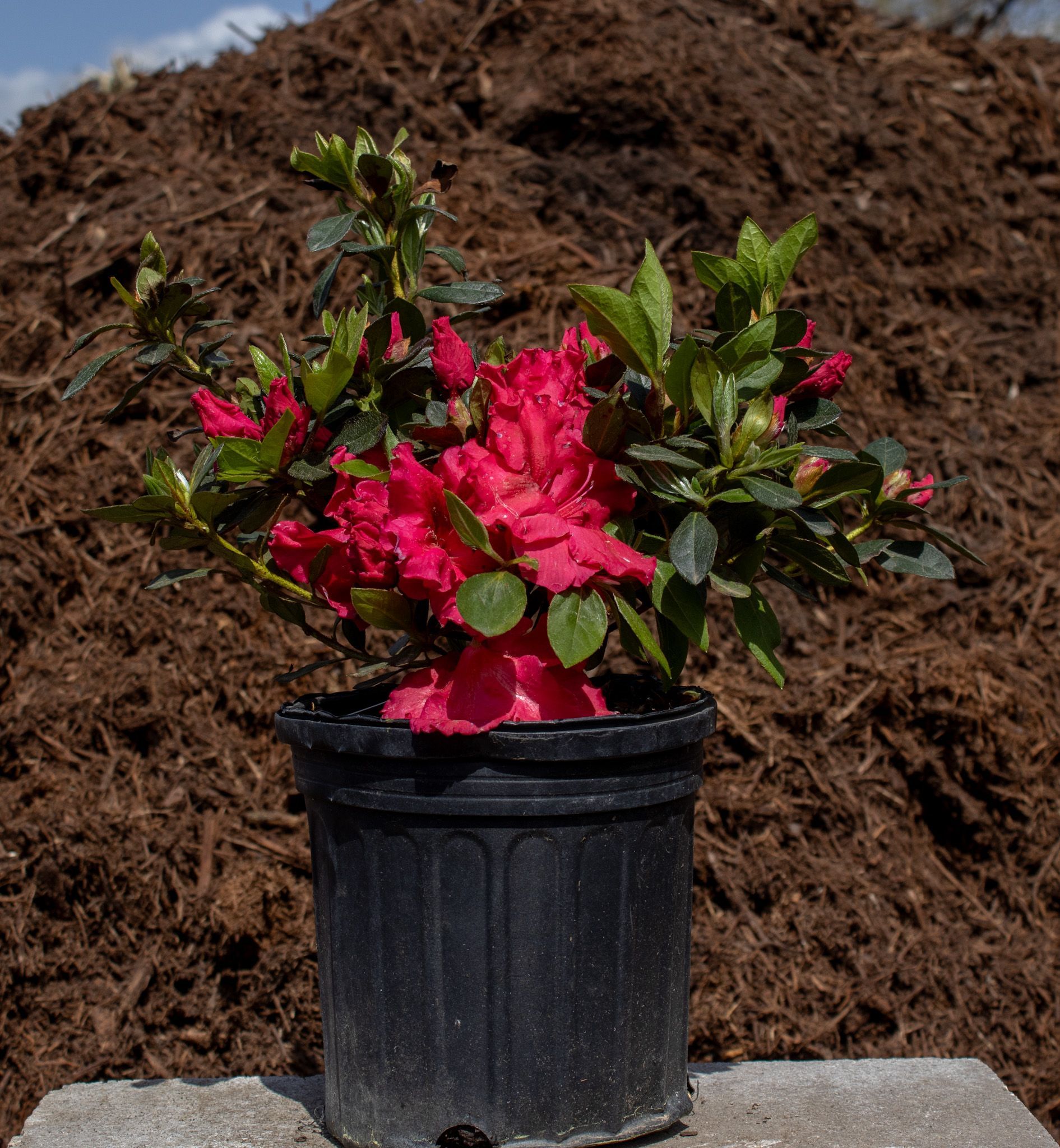 Potted plant with bright pink flowers and green leaves against a mulch background
