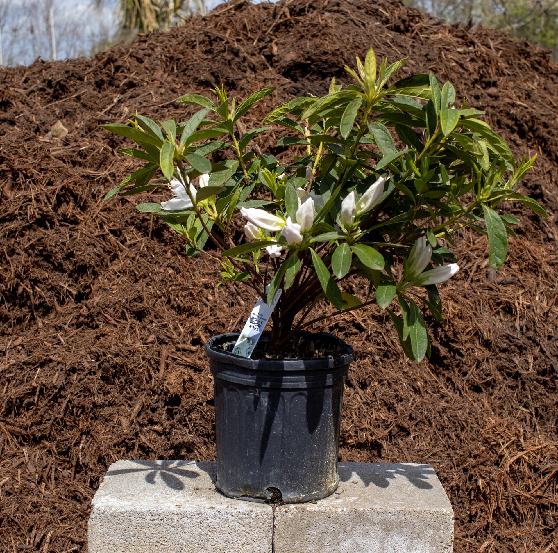 Potted flowering shrub with white blooms on a concrete block outdoors