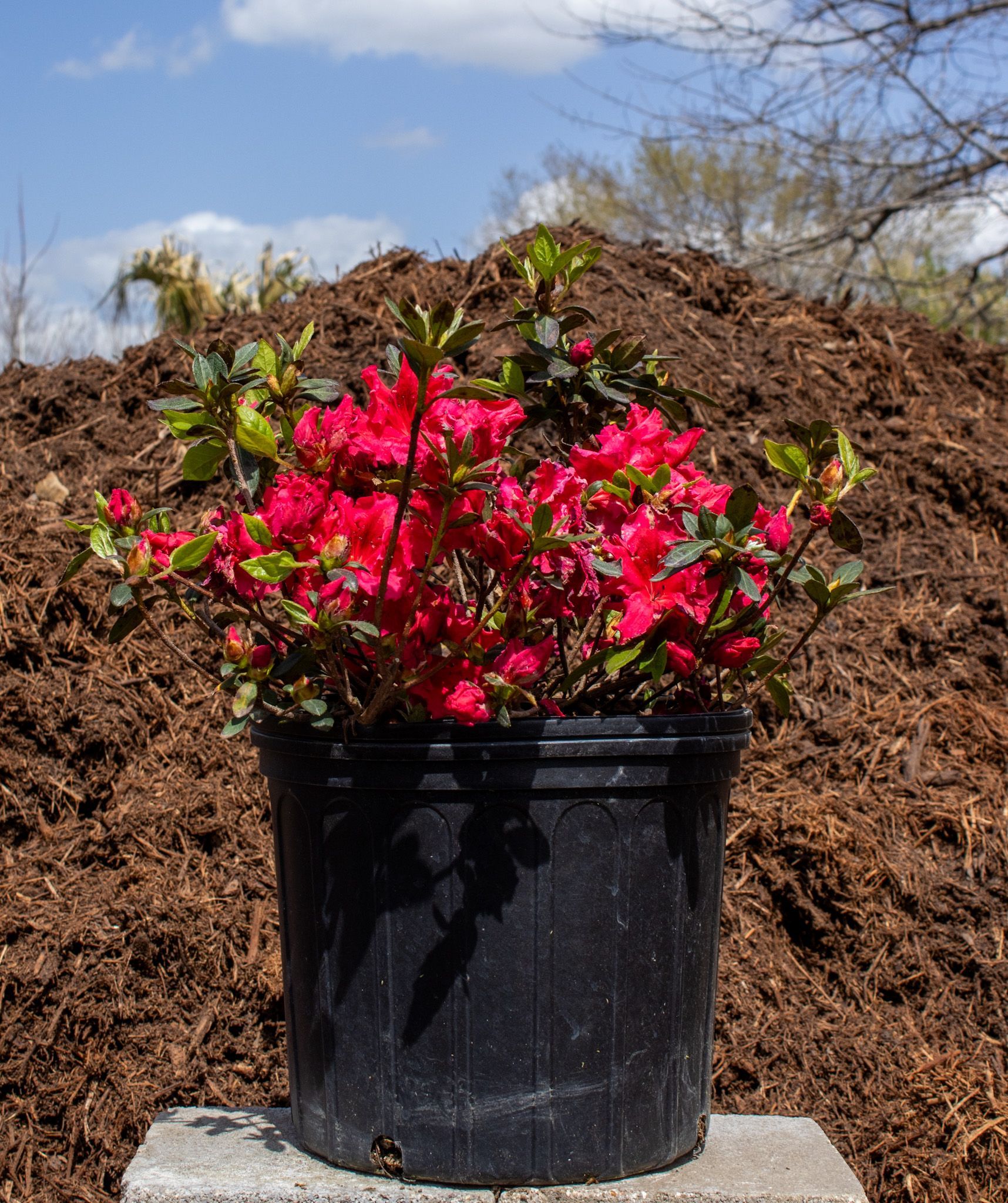Black pot of bright pink flowers on a concrete block outdoors with mulch and blue sky behind.
