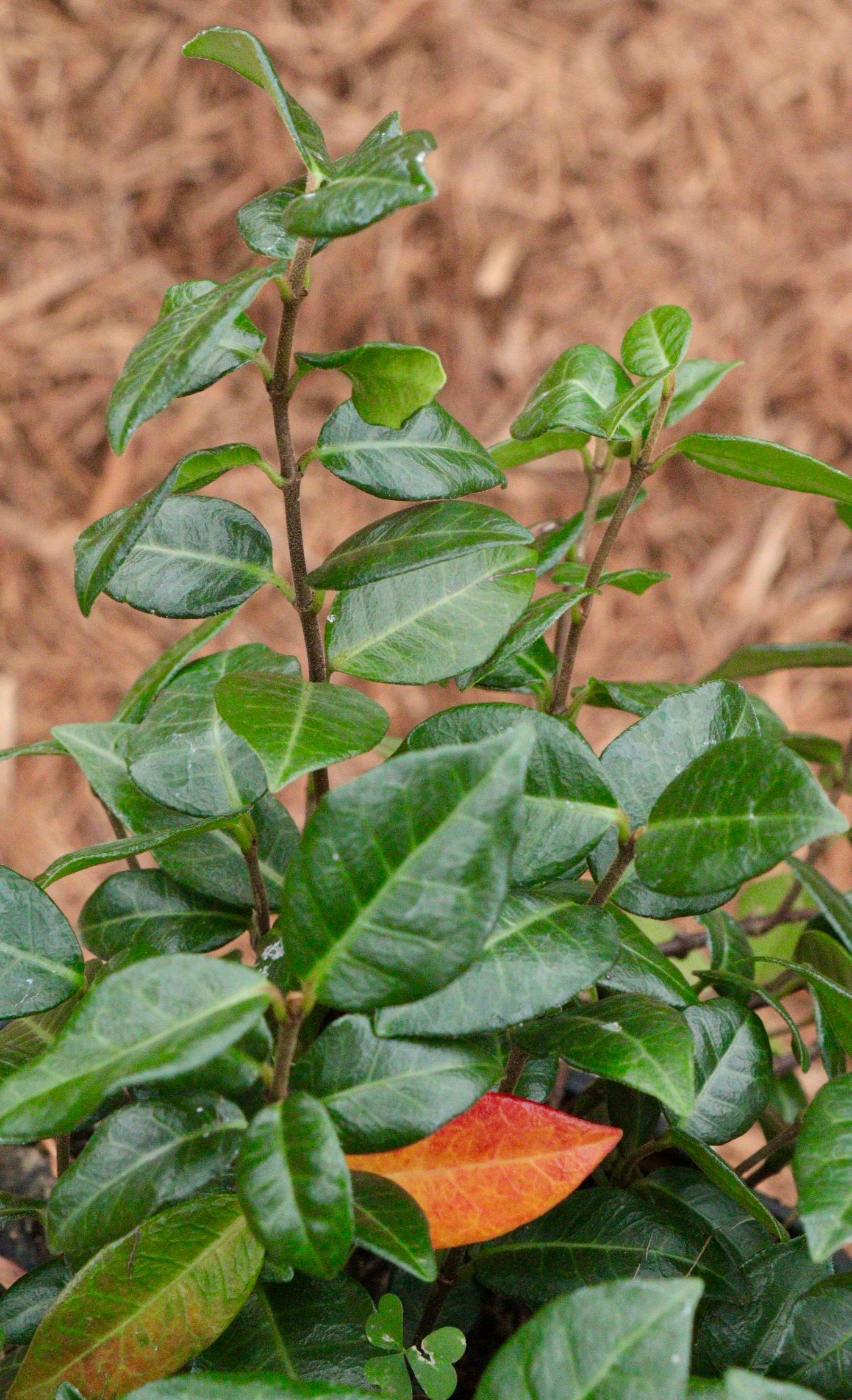 Glossy green shrub with one orange leaf against a blurred tan background