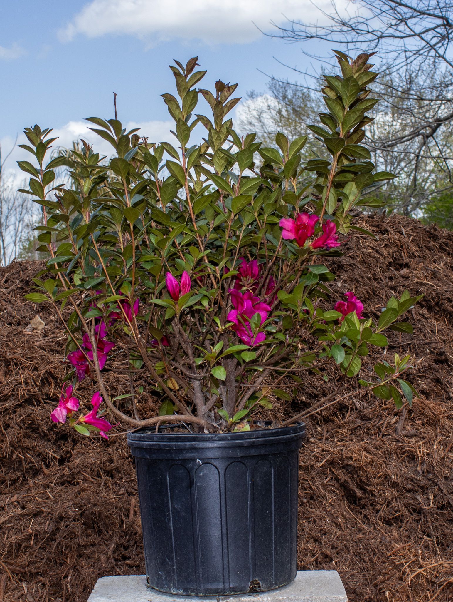 Pink flowering shrub in a black nursery pot outdoors against mulch and sky