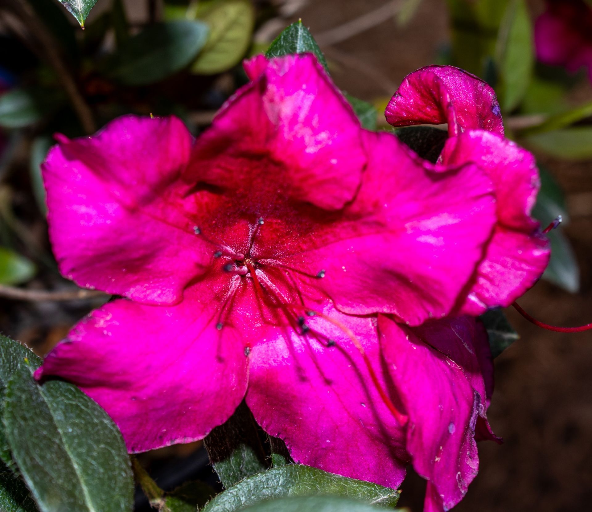 Bright pink flower blossoms with dark green leaves