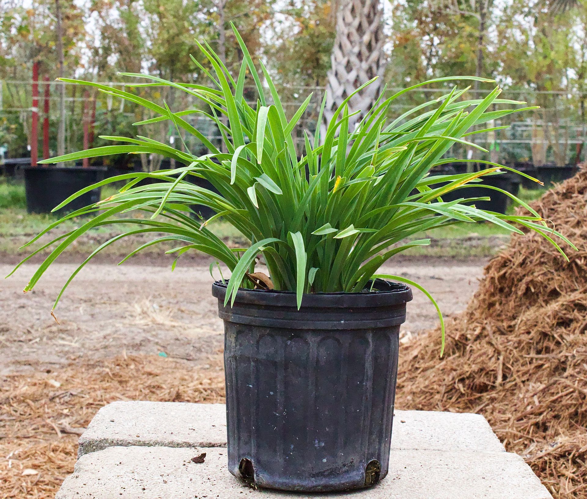 Potted green palm-like plant on a concrete slab outdoors, with a tree and yard in the background